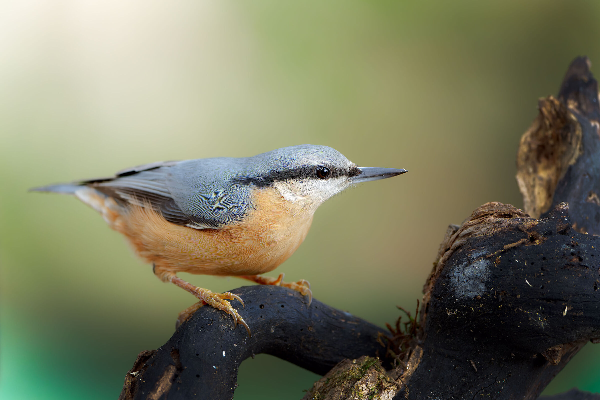 wood nuthatch