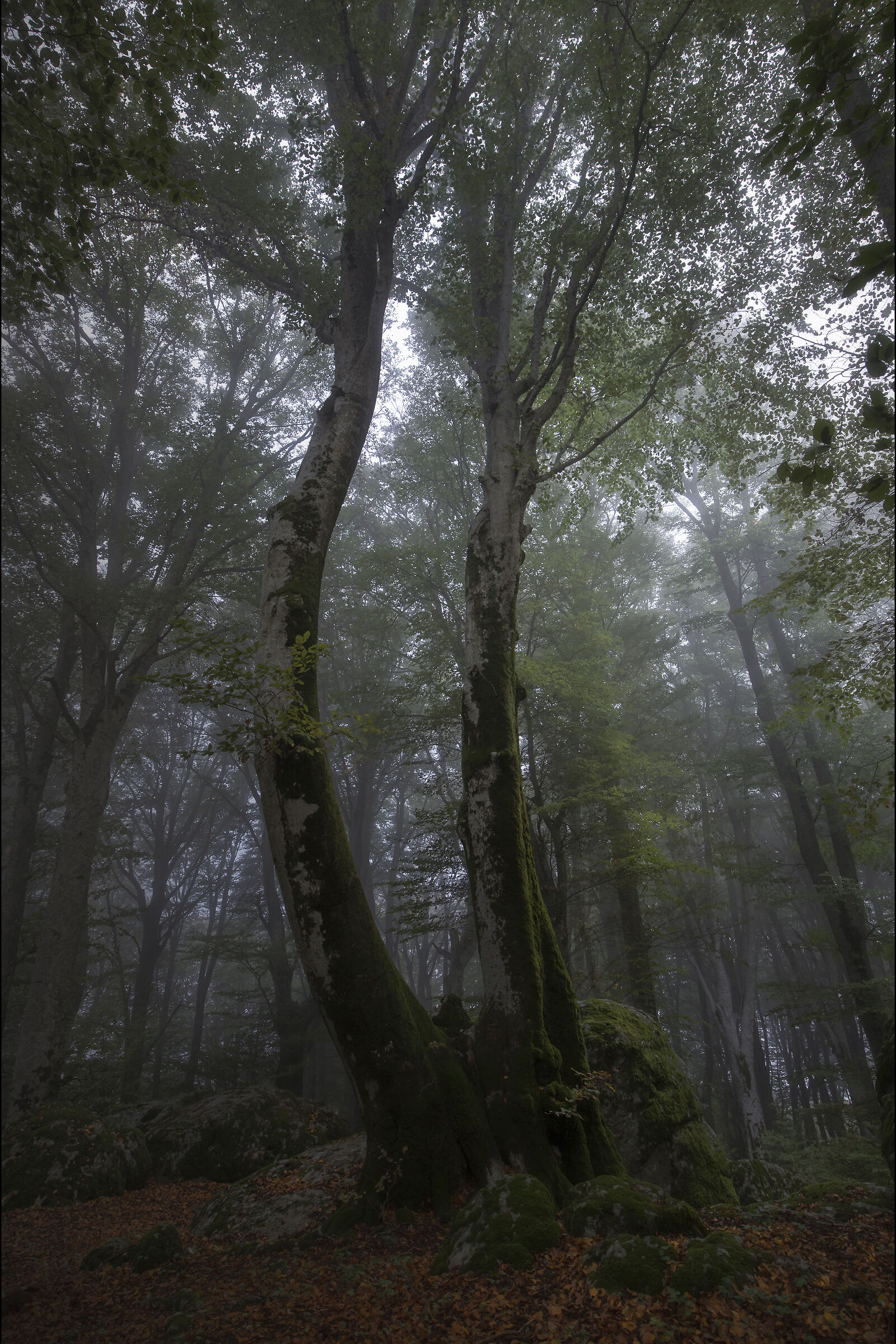 Vertical