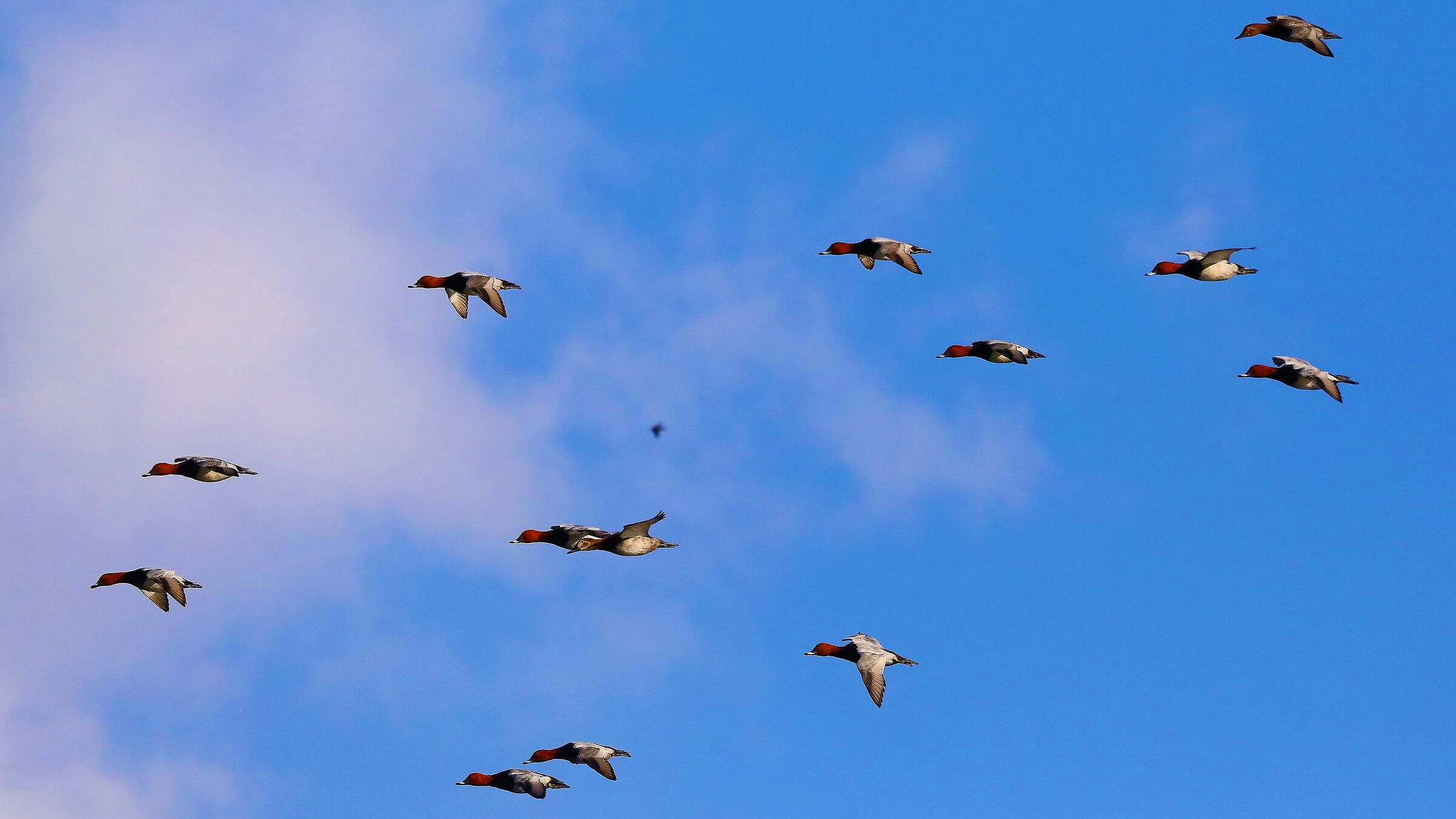 Moriglioni 31 gen 2022 --110--