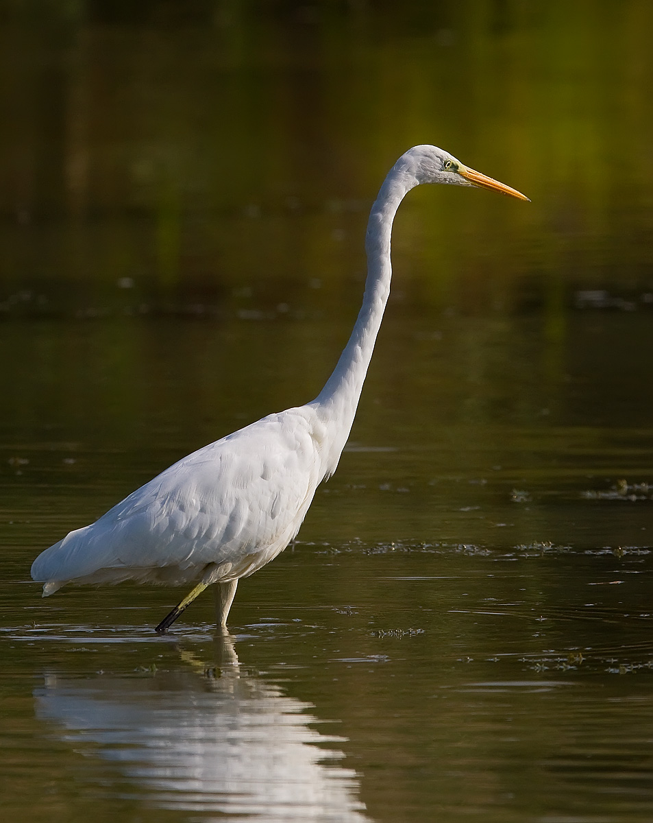 Airone bianco maggiore