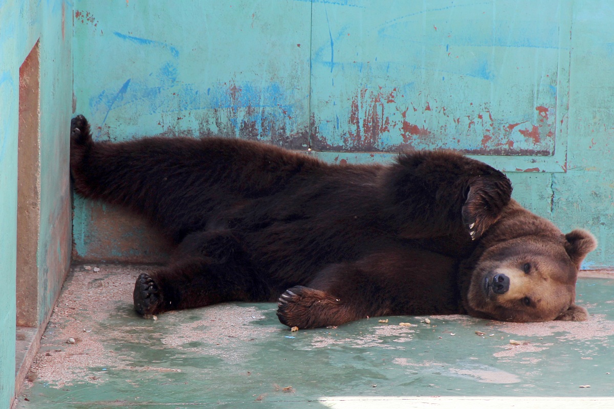 La siesta dell'Orso Bruno