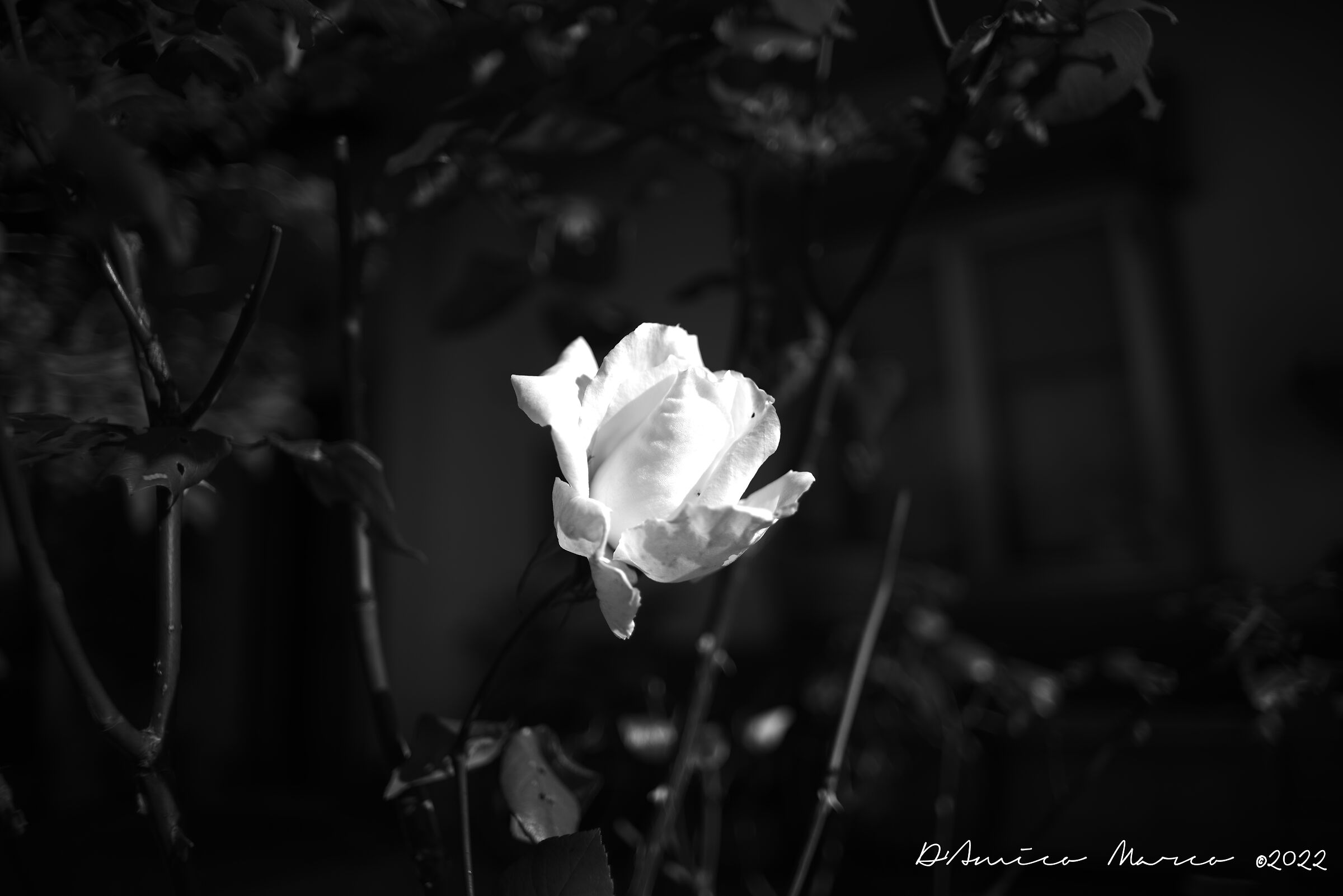 Rosa bianca.....e nero