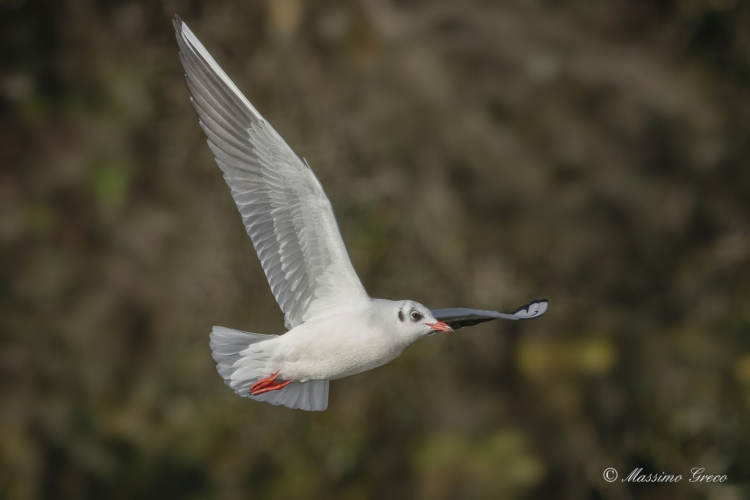 Common gull (Chroicocephalus ridibundus)
