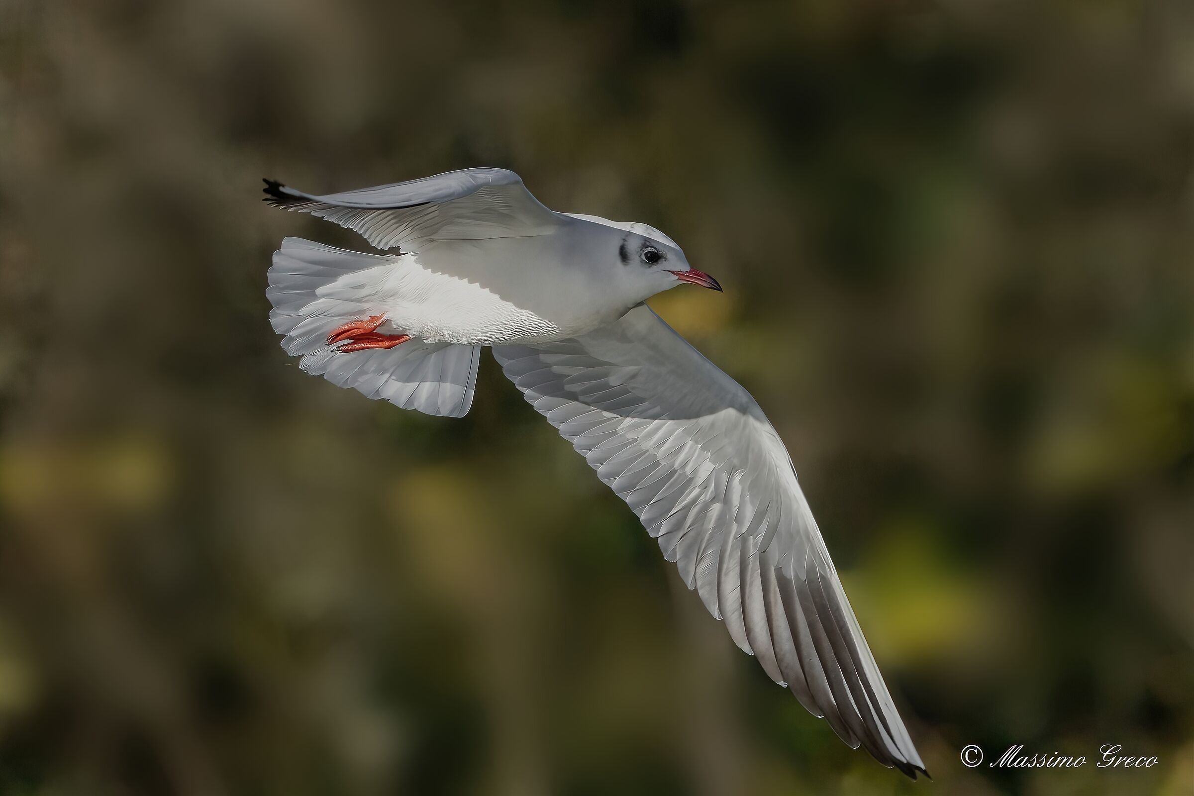 Common gull (Chroicocephalus ridibundus)