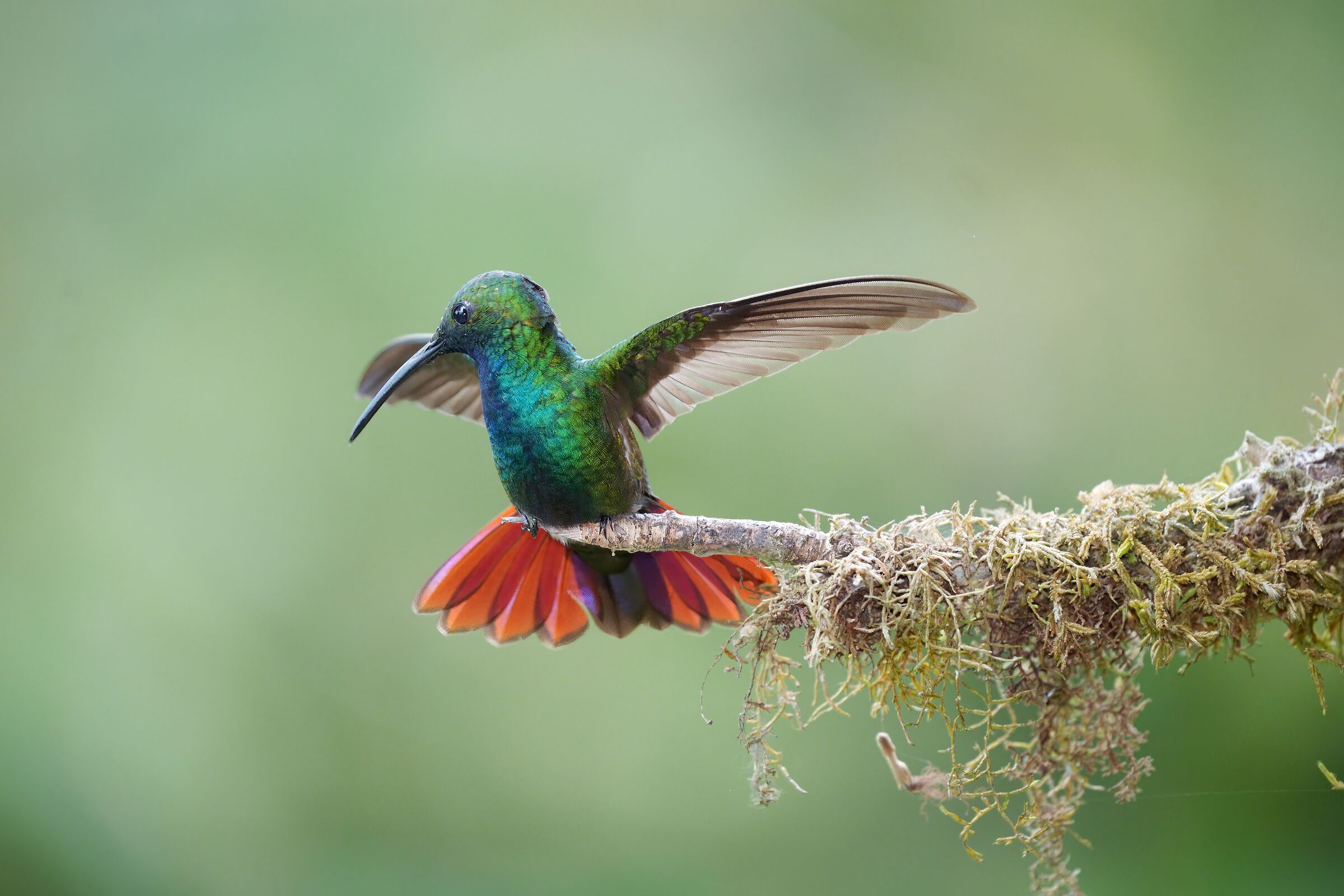 Colibrì - Costa Rica 2022