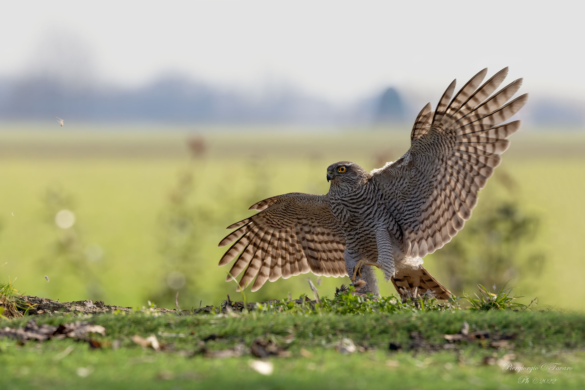 Sparrowhawk Female