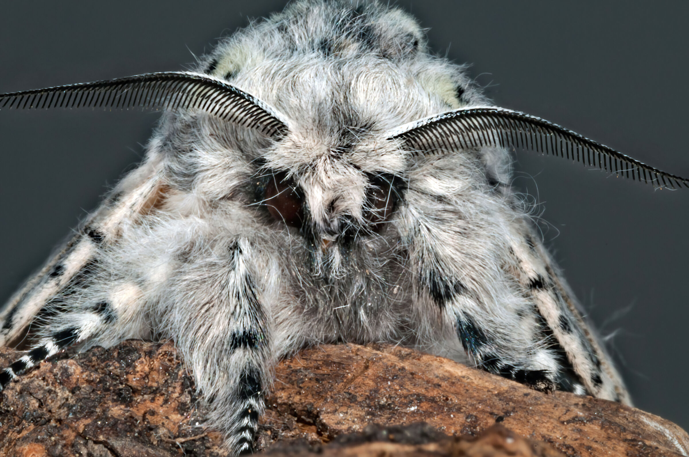 Arpia (Cerura vinula)