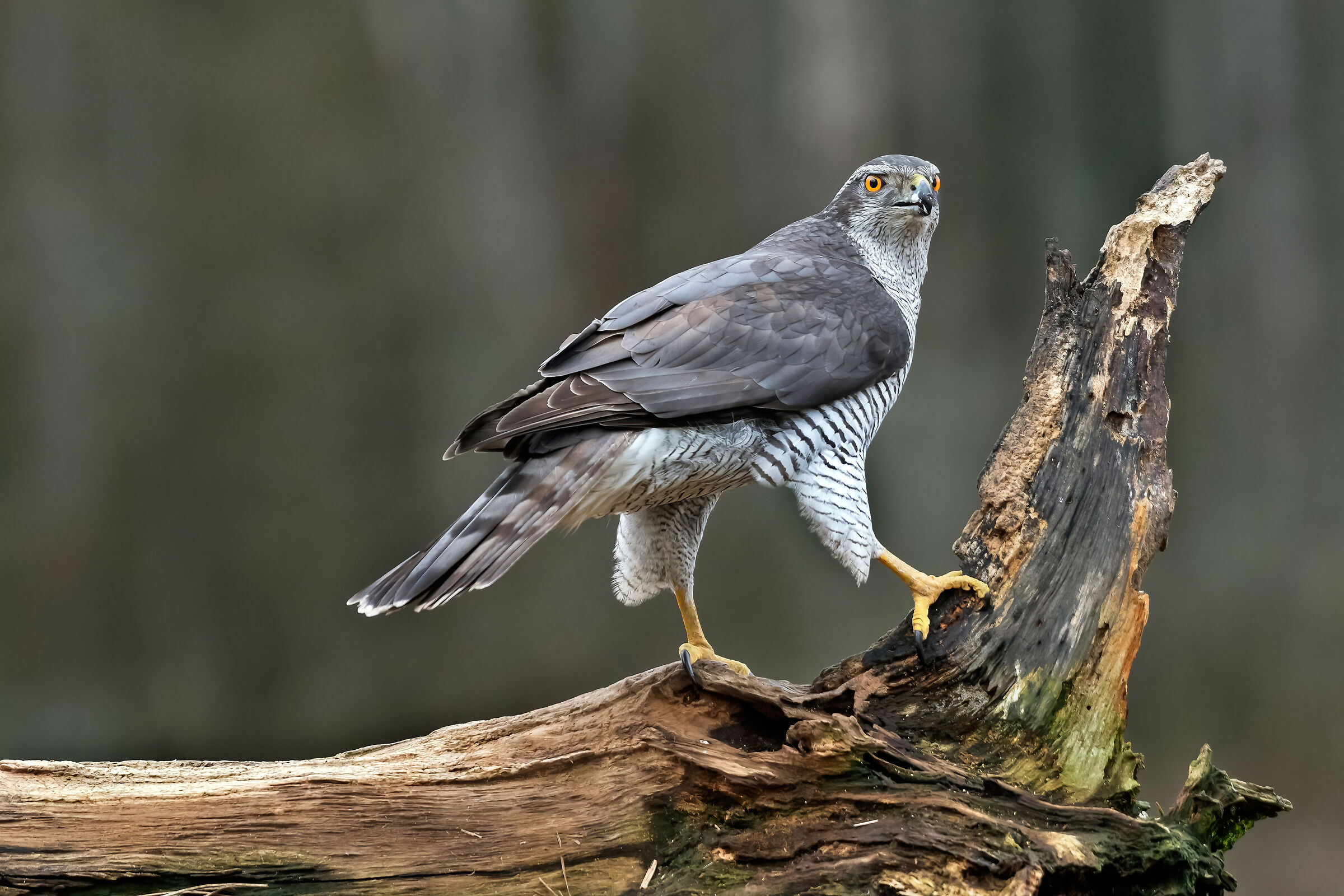 Goshawk