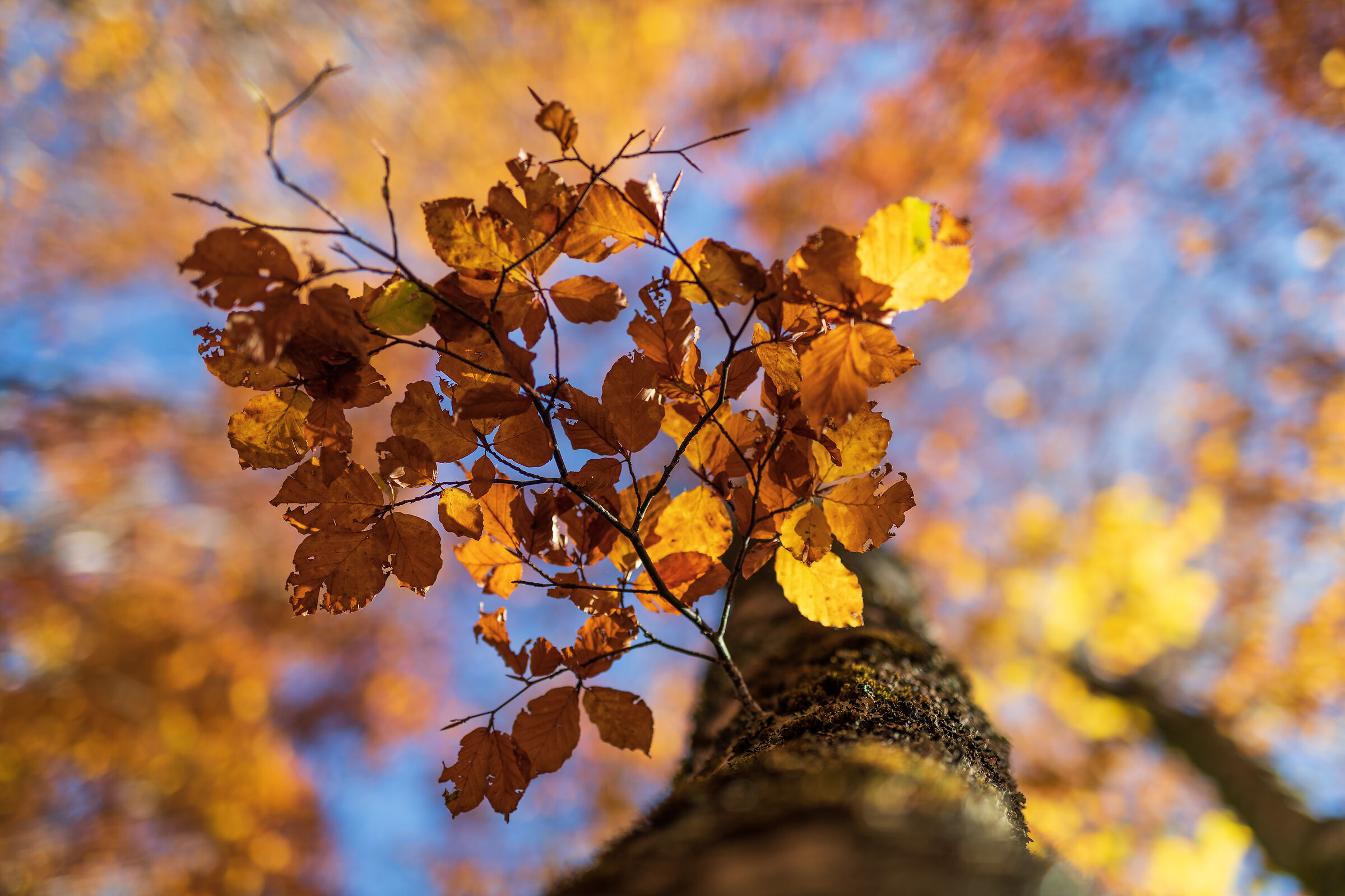 I colori dell'autunno
