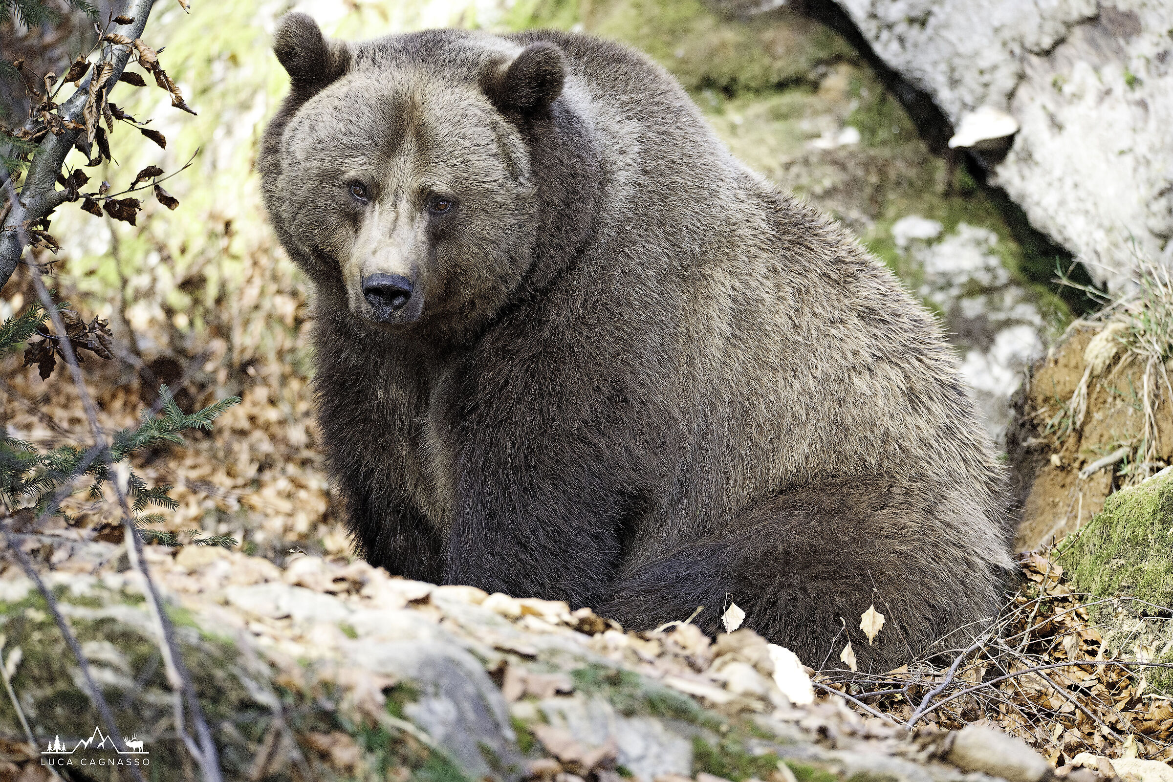 Orso bruno - Ursus arctos