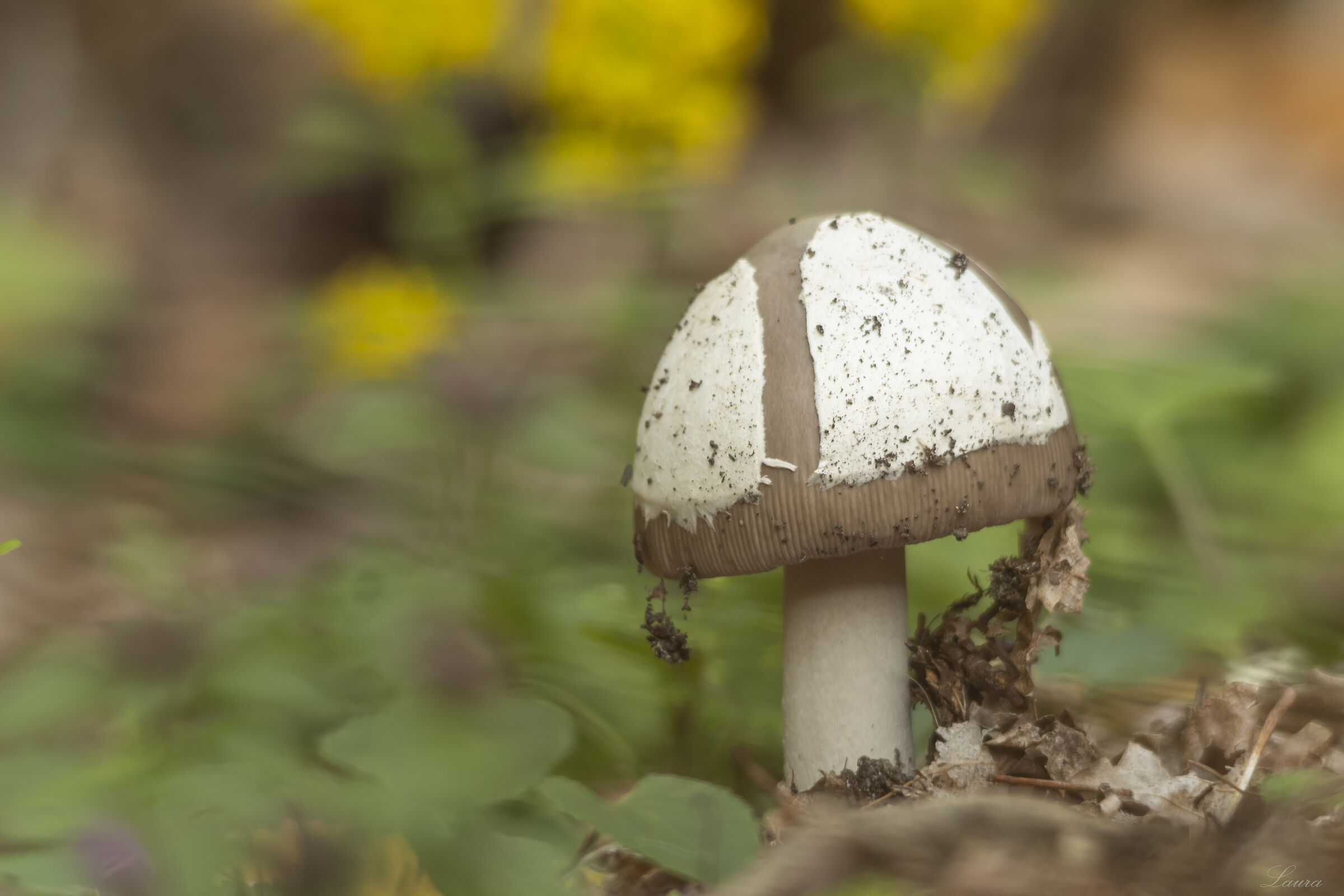 Beautiful but poisonous