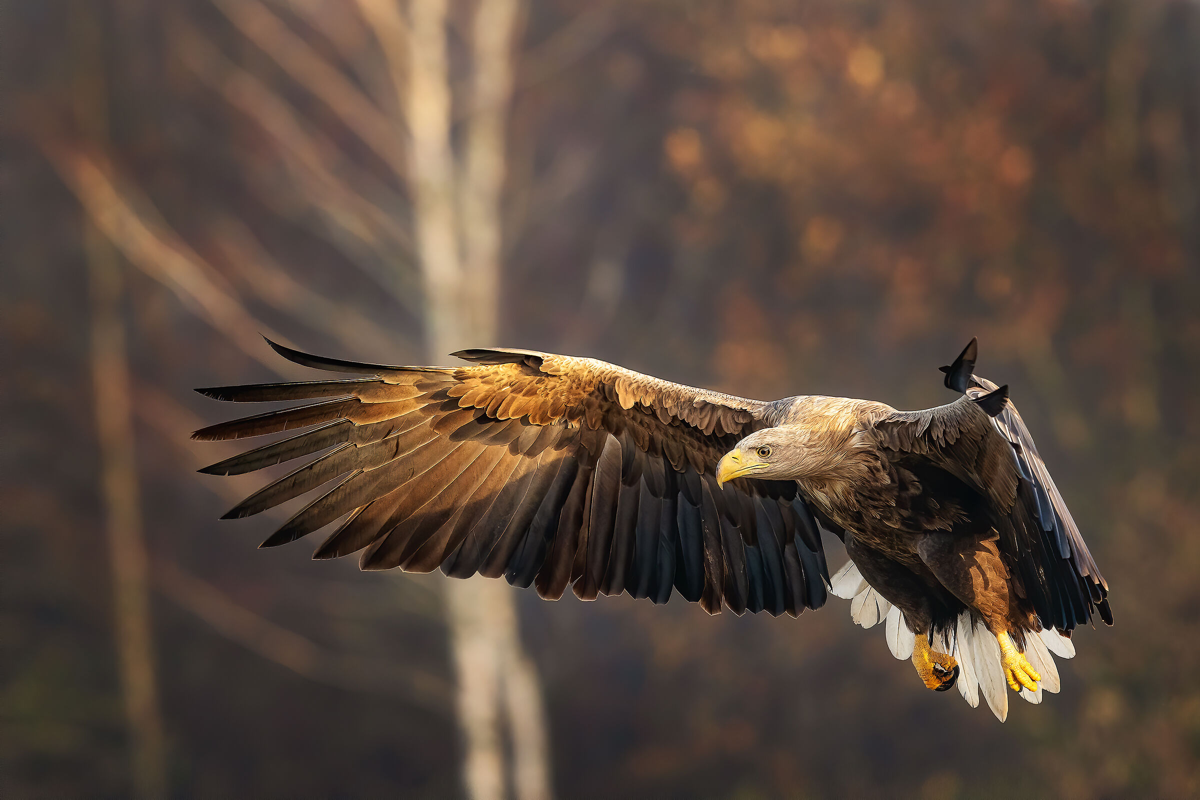 Aquila di mare nei colori dell'autunno