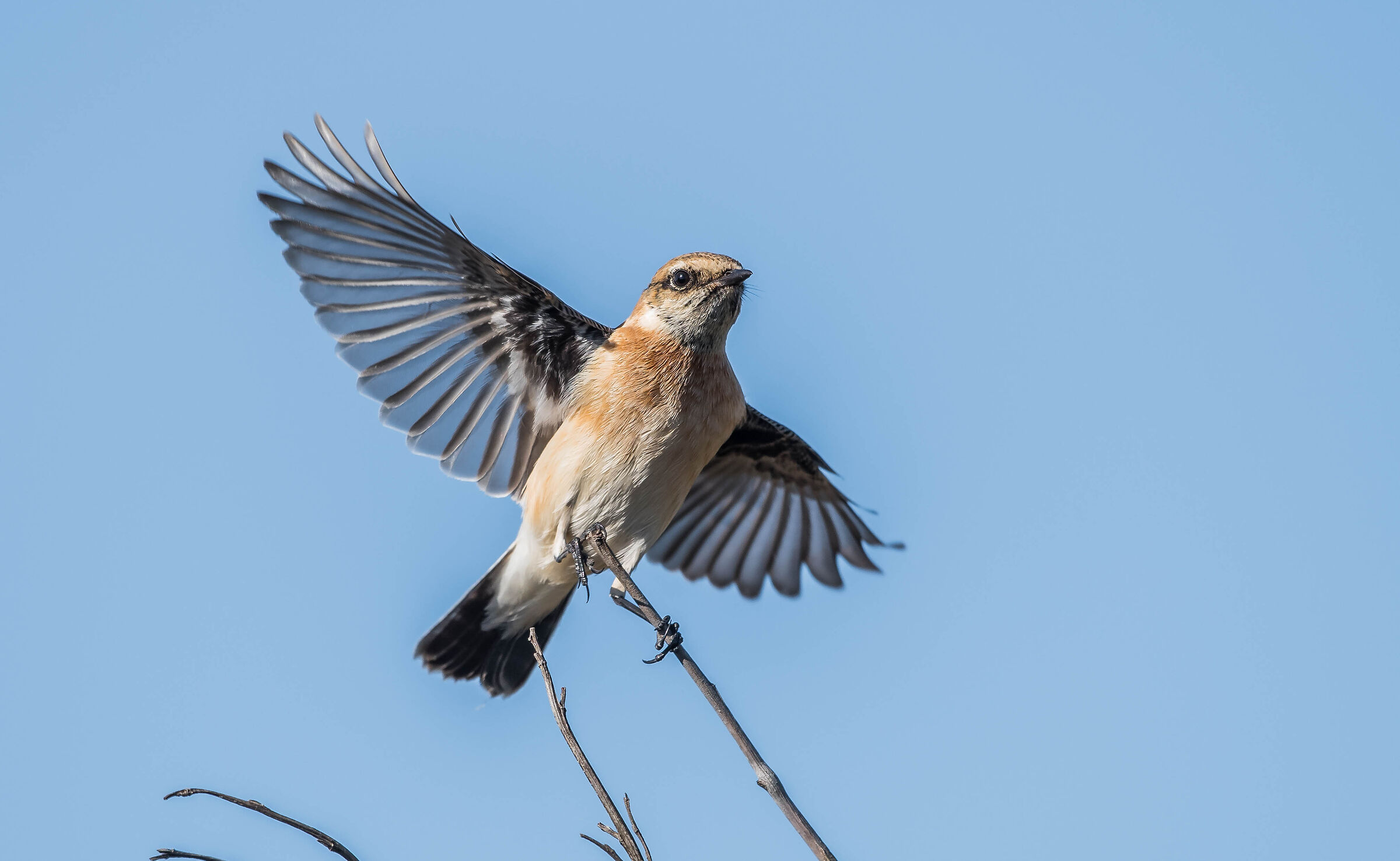 saltinpalo siberiano