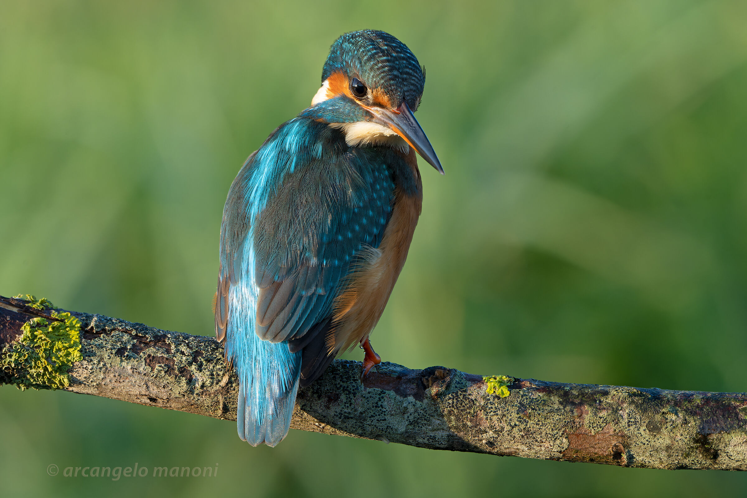 The martina I prefer