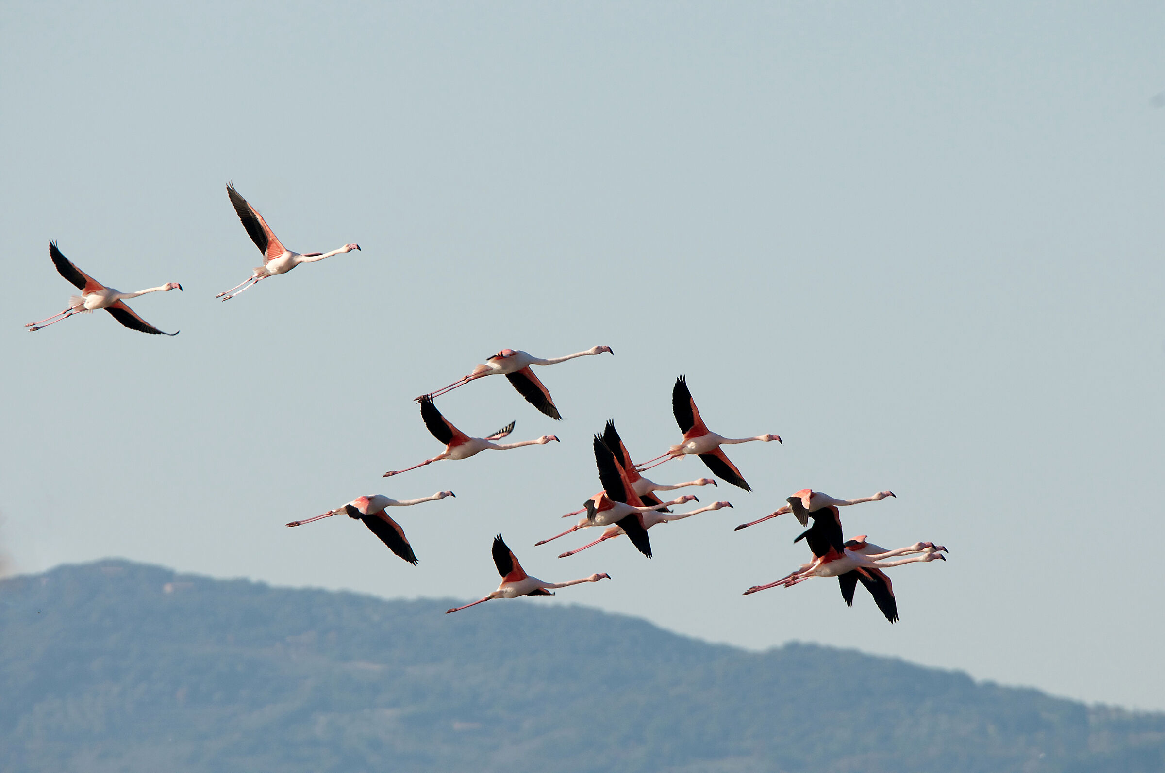 Flamingos in flight
