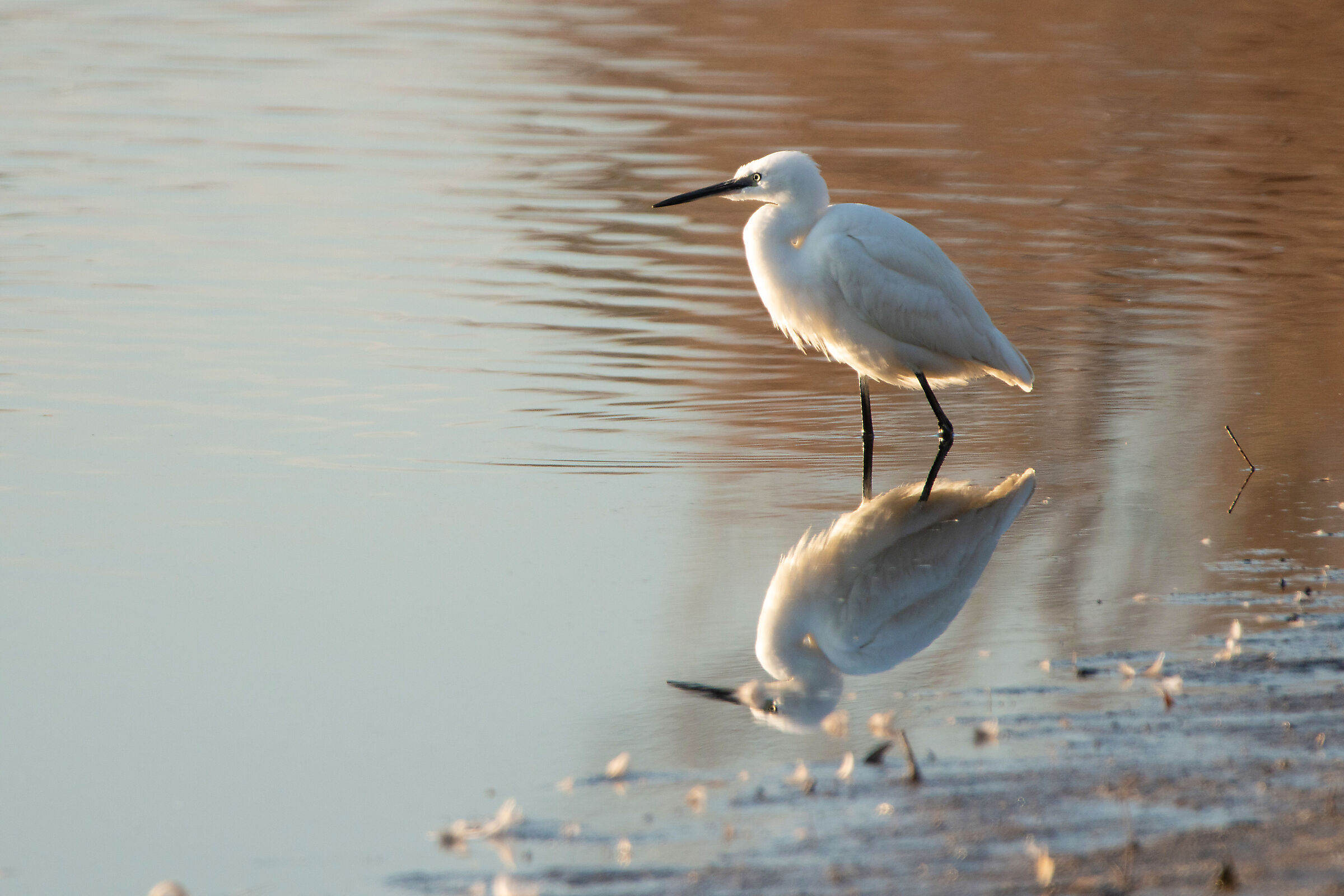 Egret