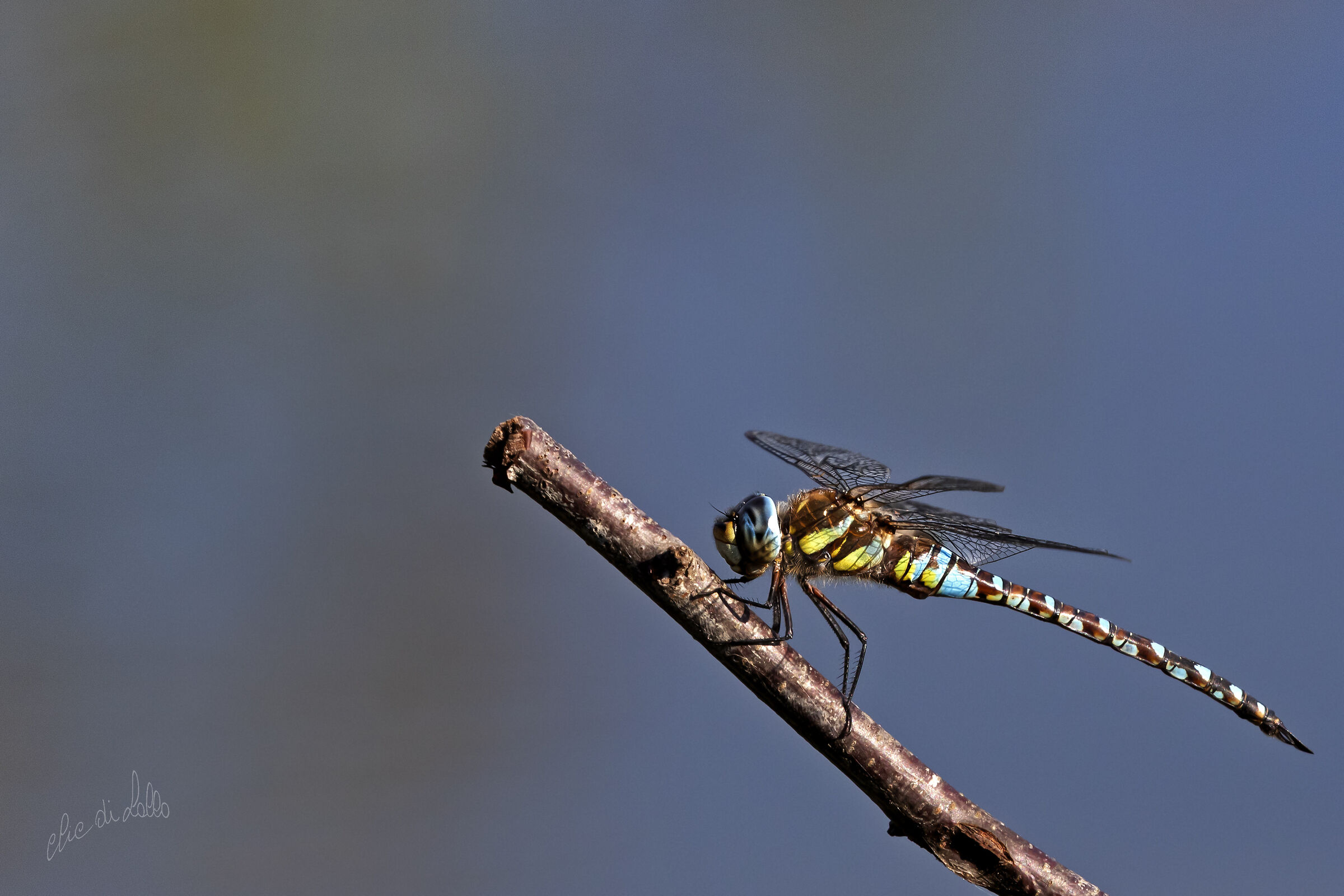 Libellula Ortazzo.