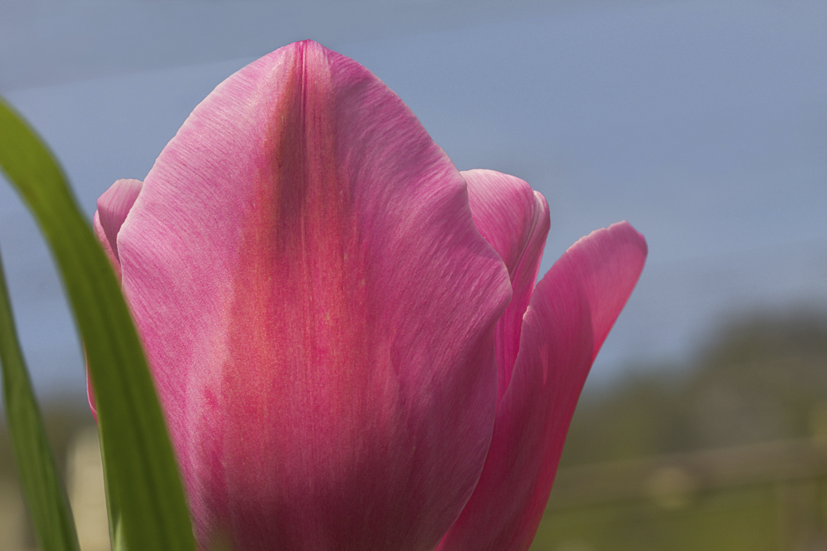 Pink tulip