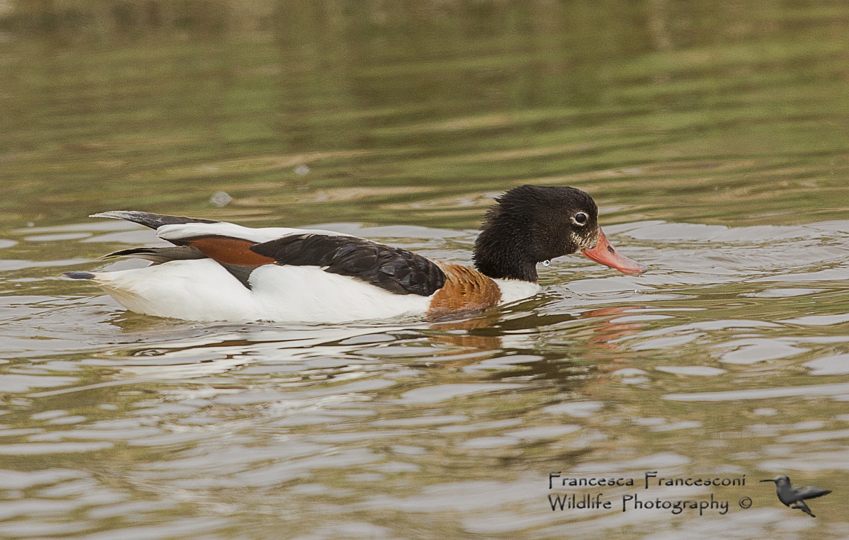 Female Shelduck
