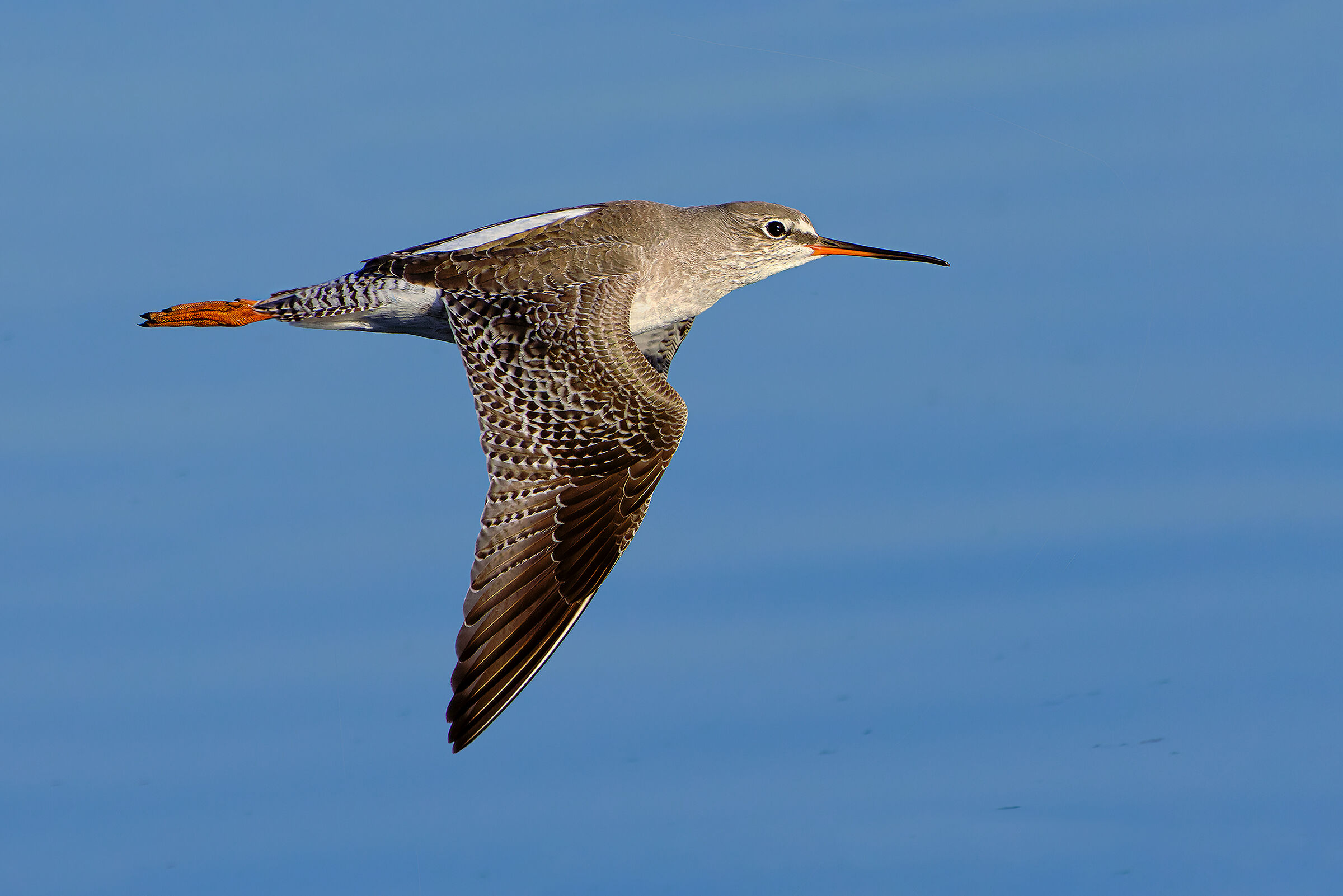 European flying squid
