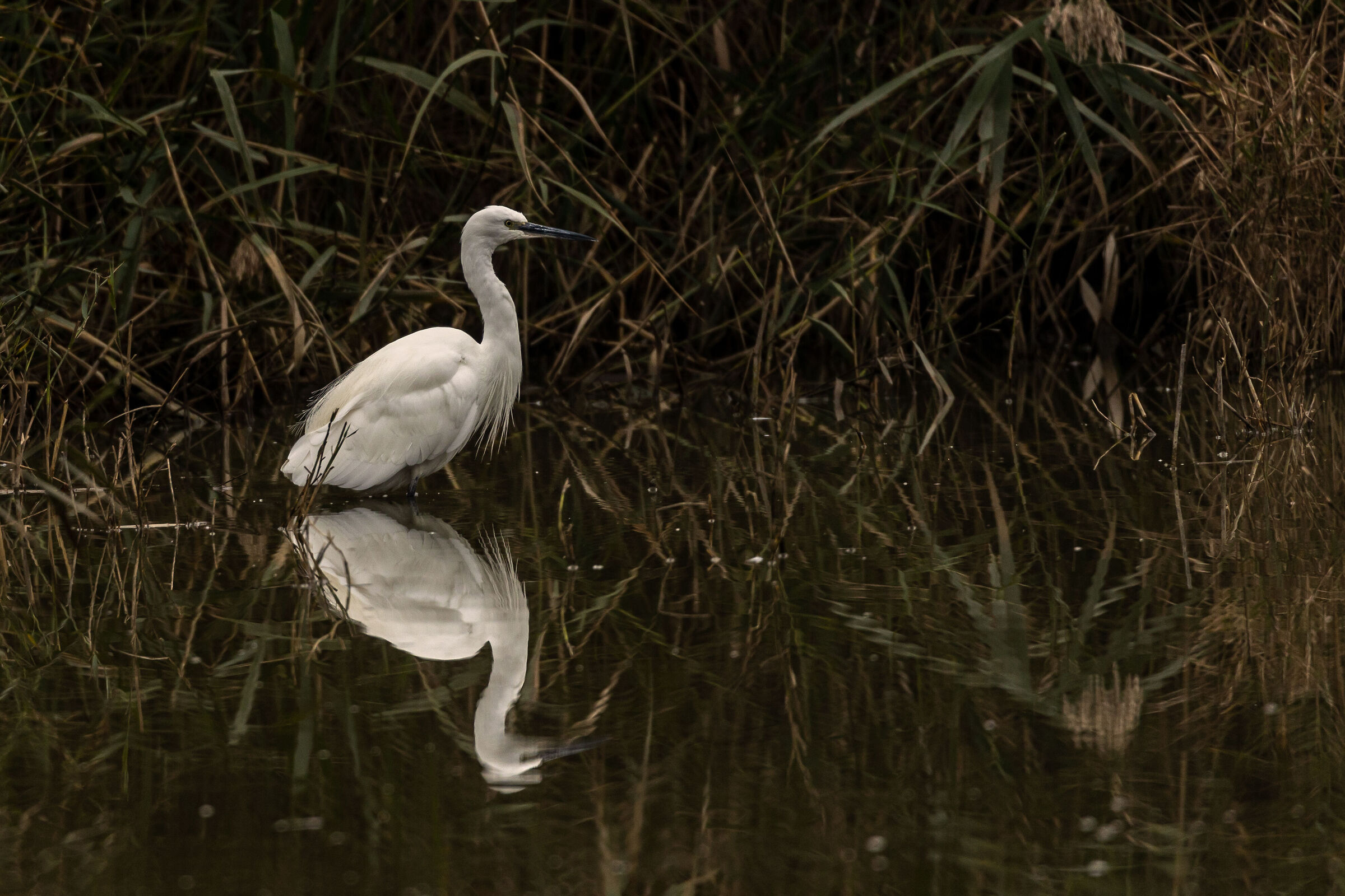 Egret