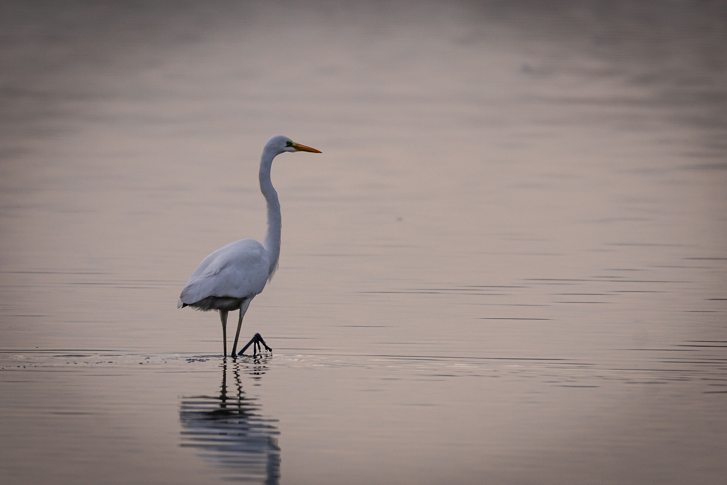 White Heron