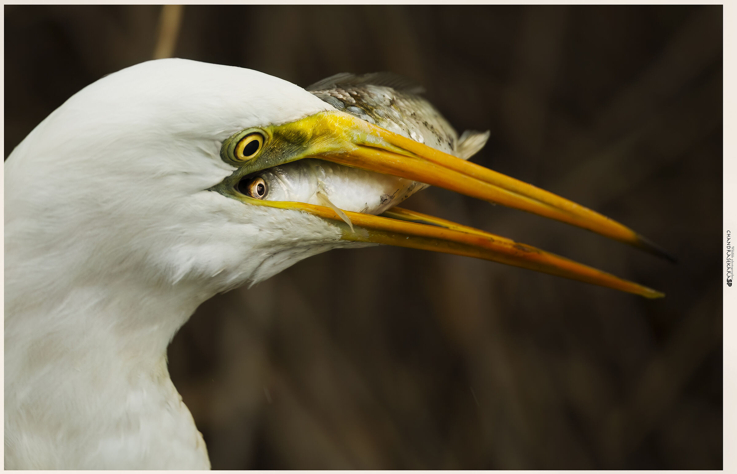 two different visas,