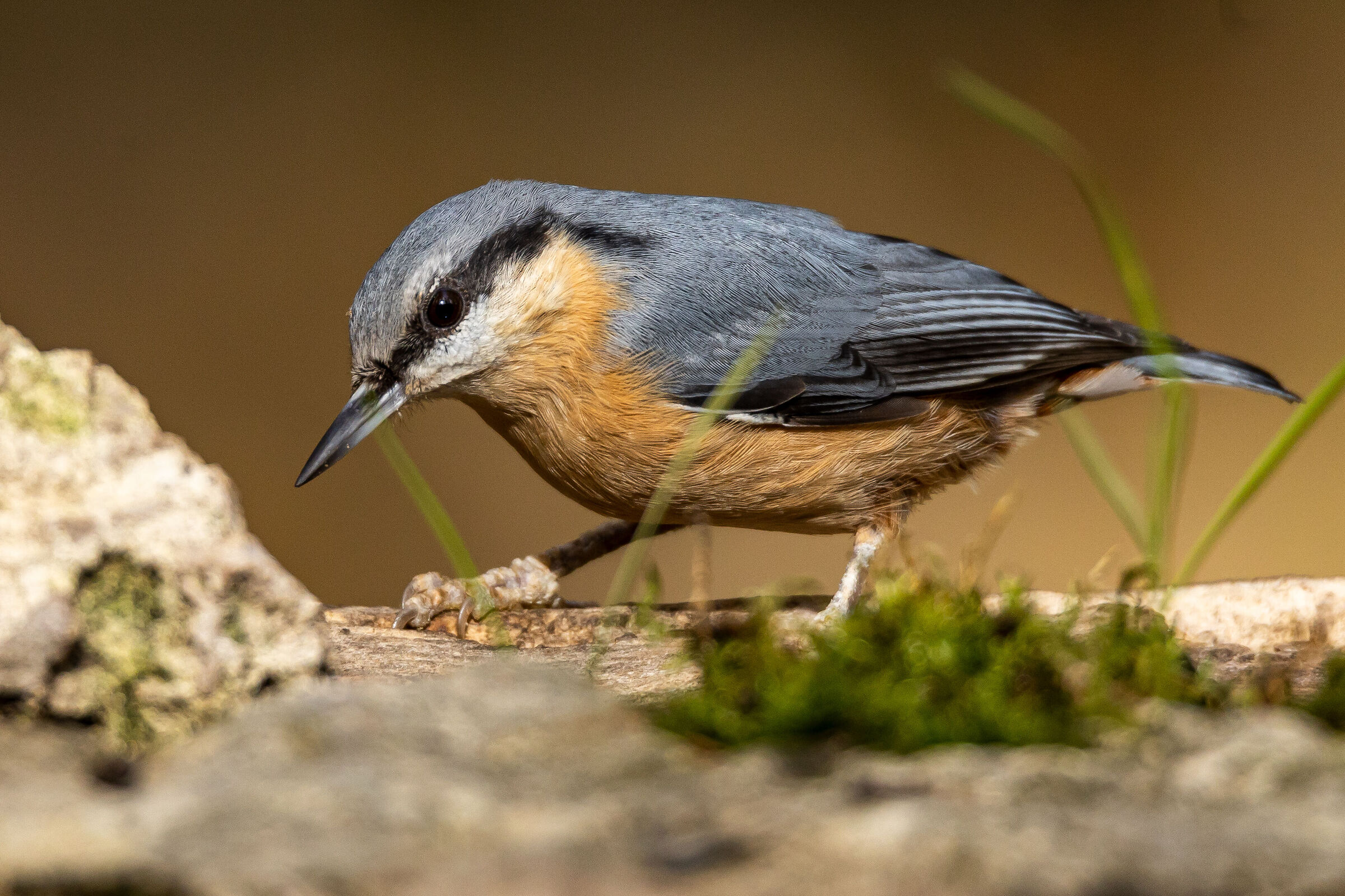 Wood nuthatch
