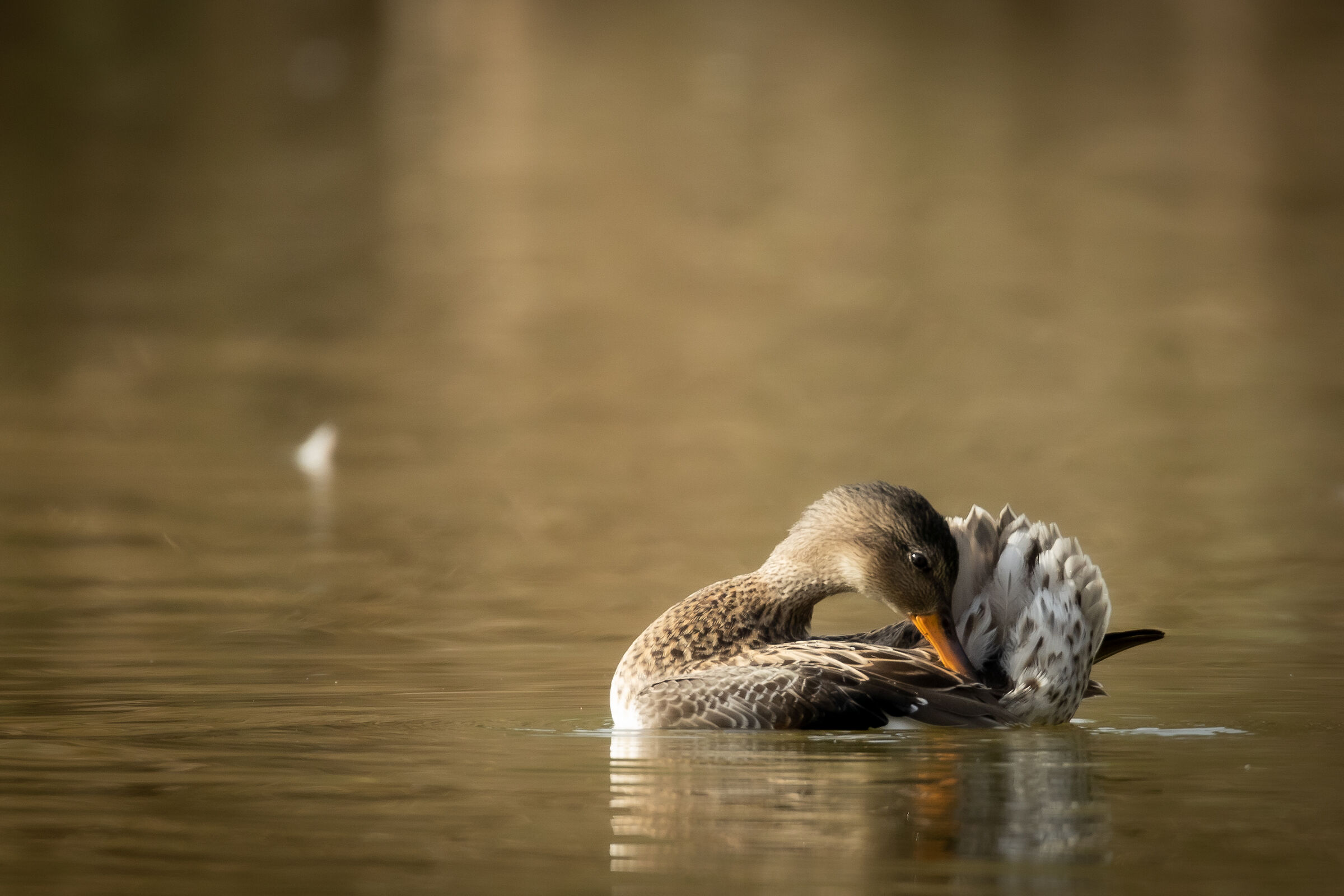 Gadwall