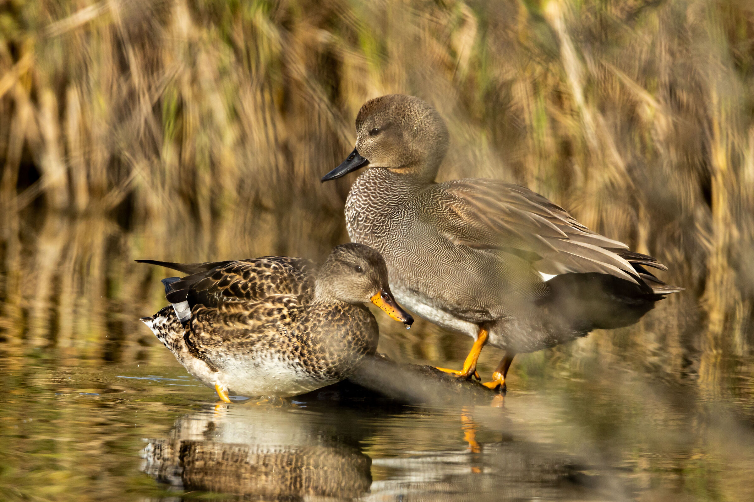 Gadwall