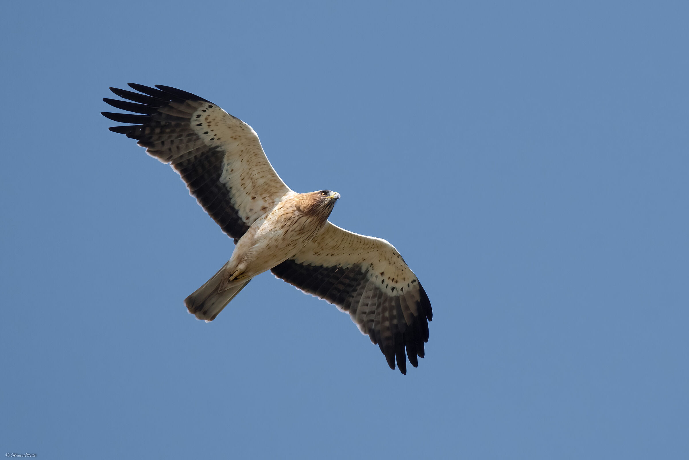Lesser eagle