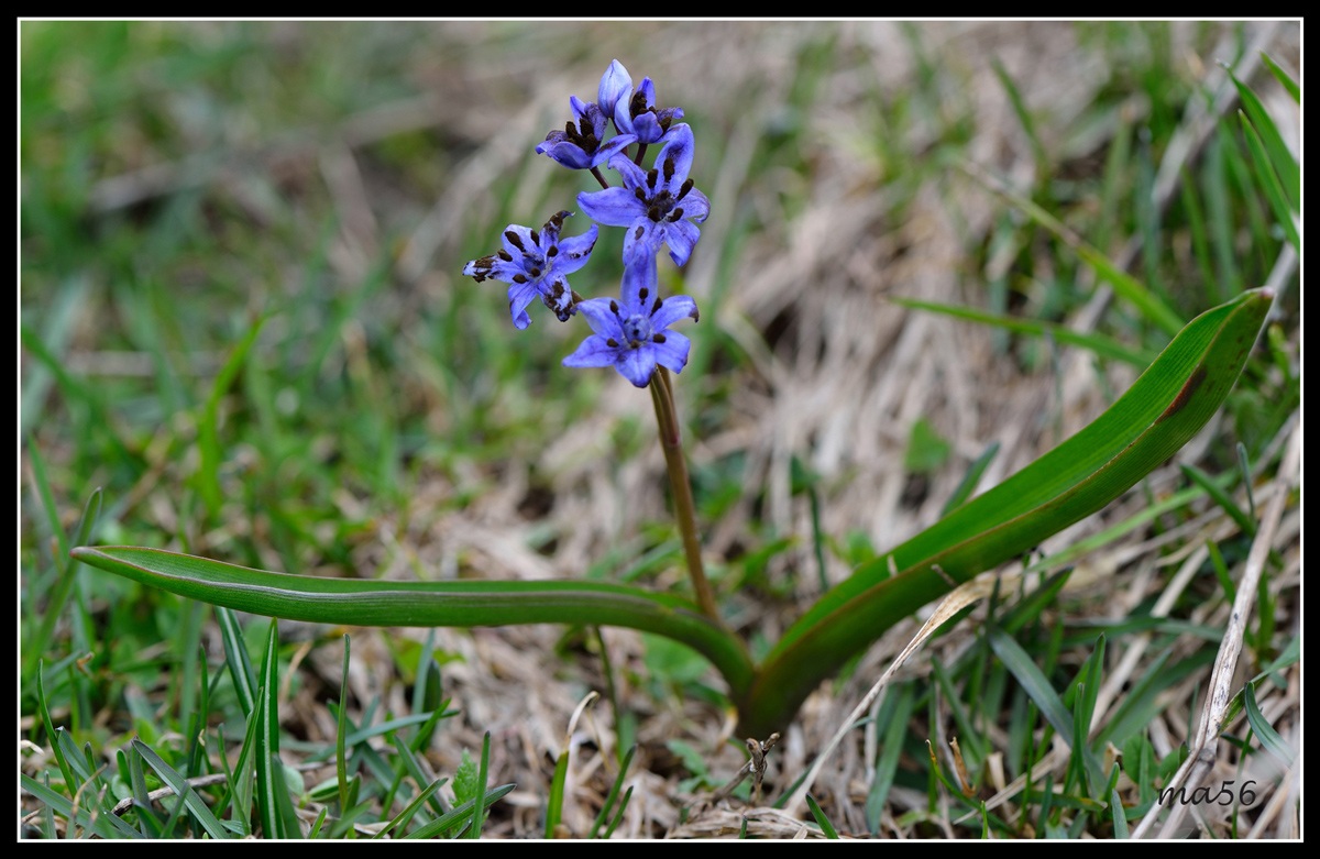 Scilla silvestre