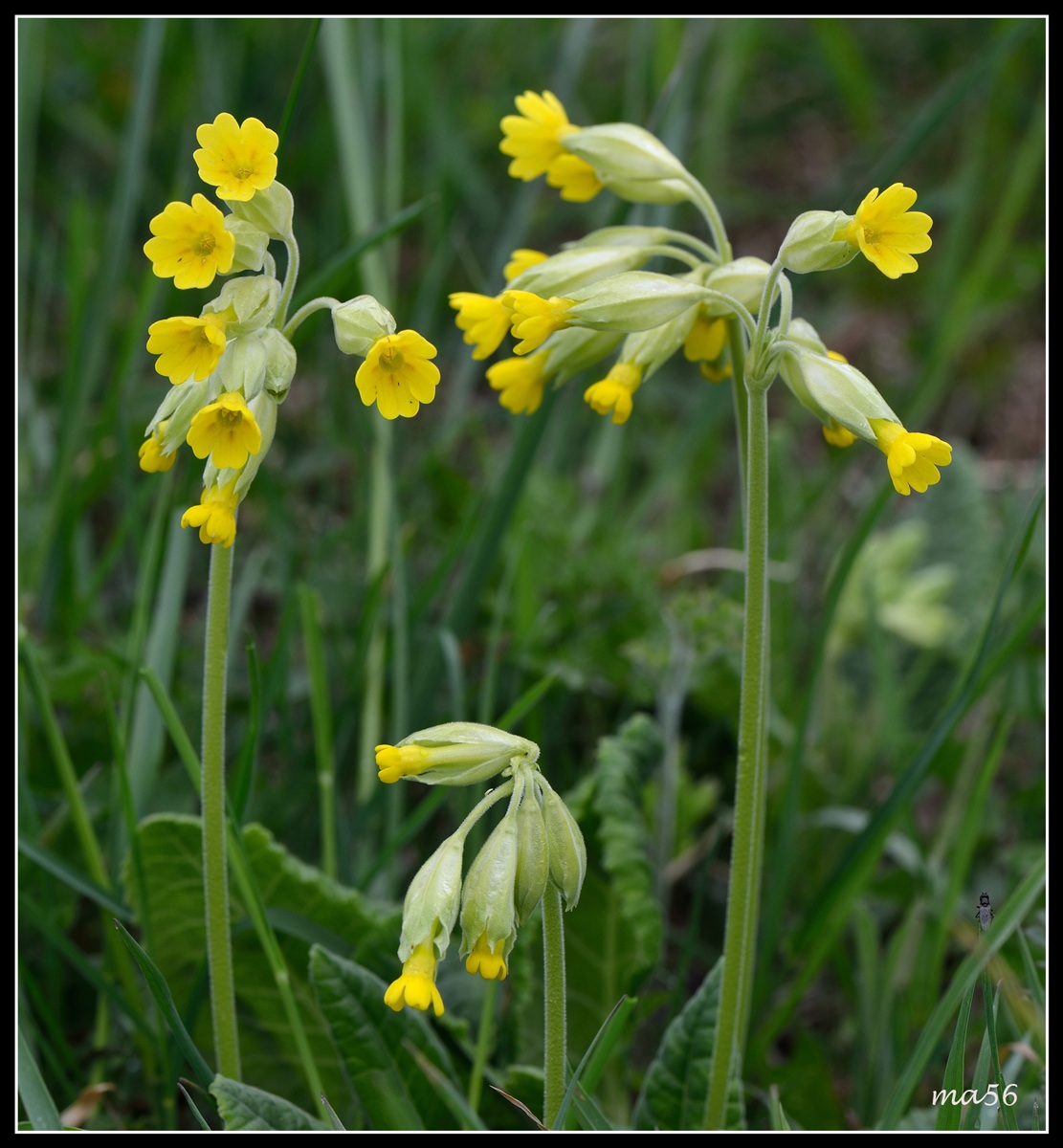 Primula odorosa