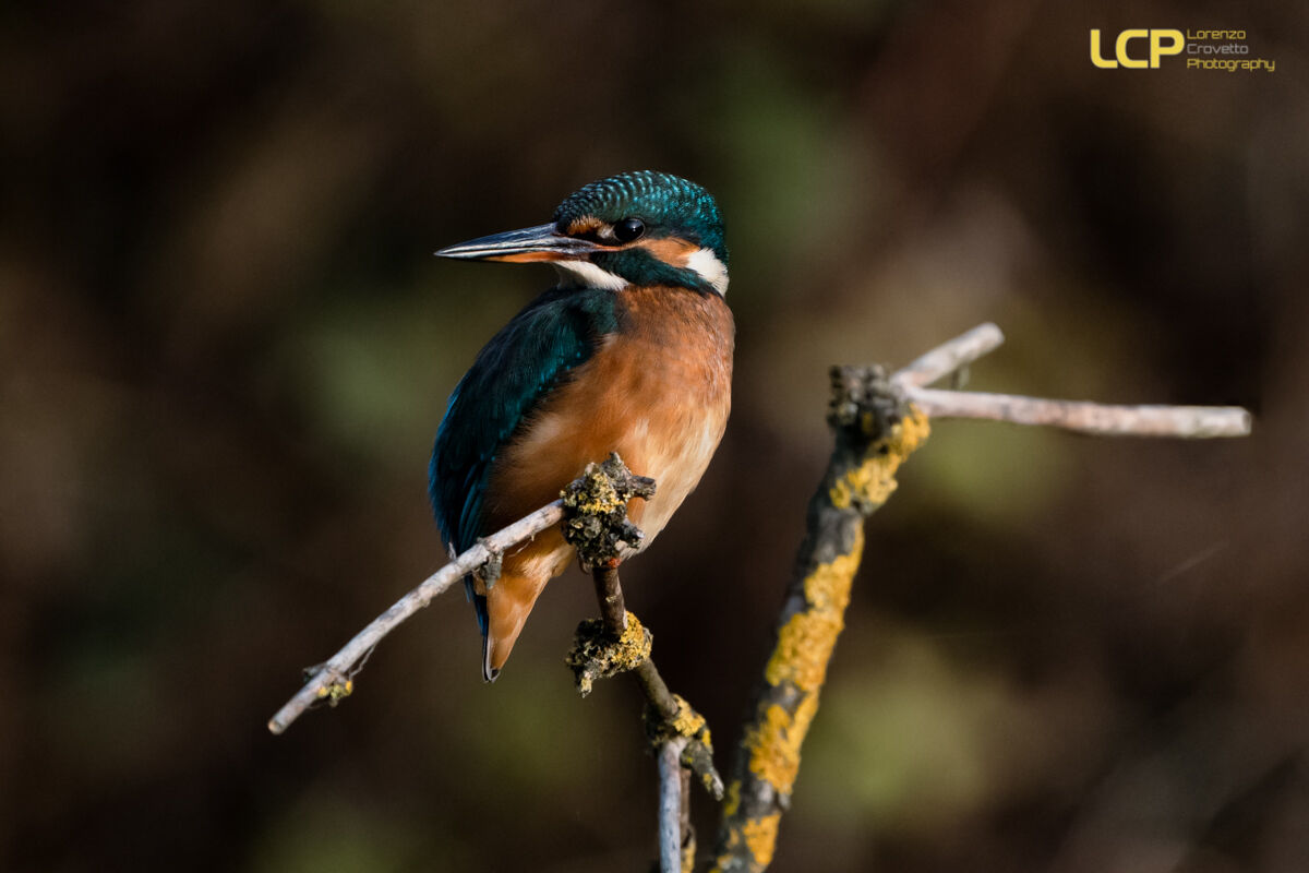 Hunting into the Sunset