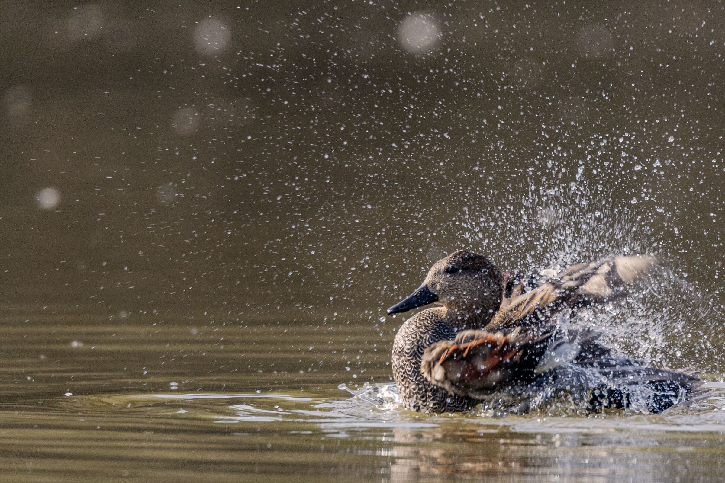 Gadwall