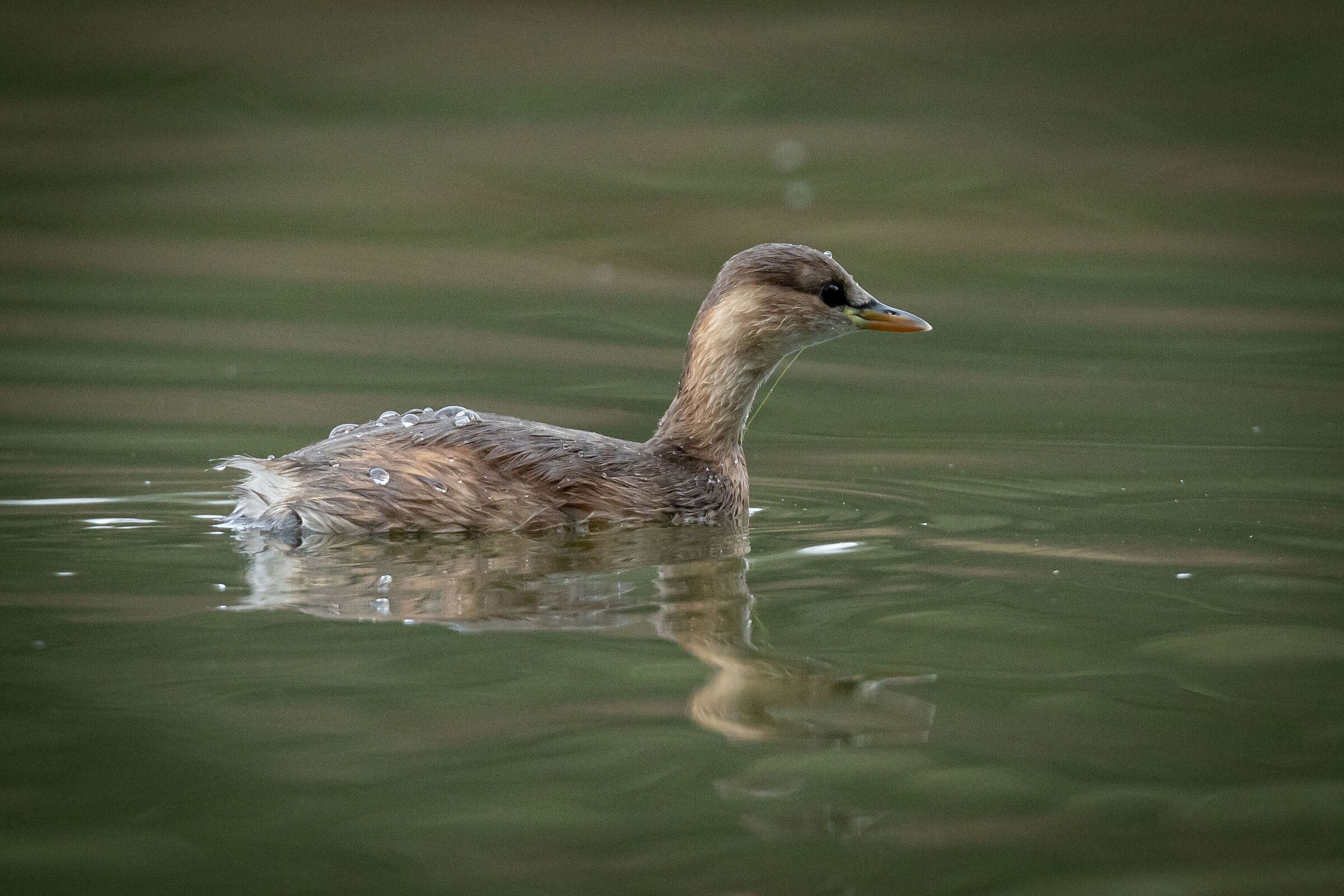 Dabchick