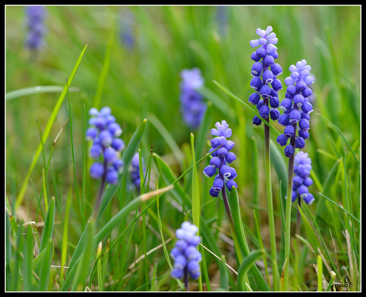 Muscari azzurro