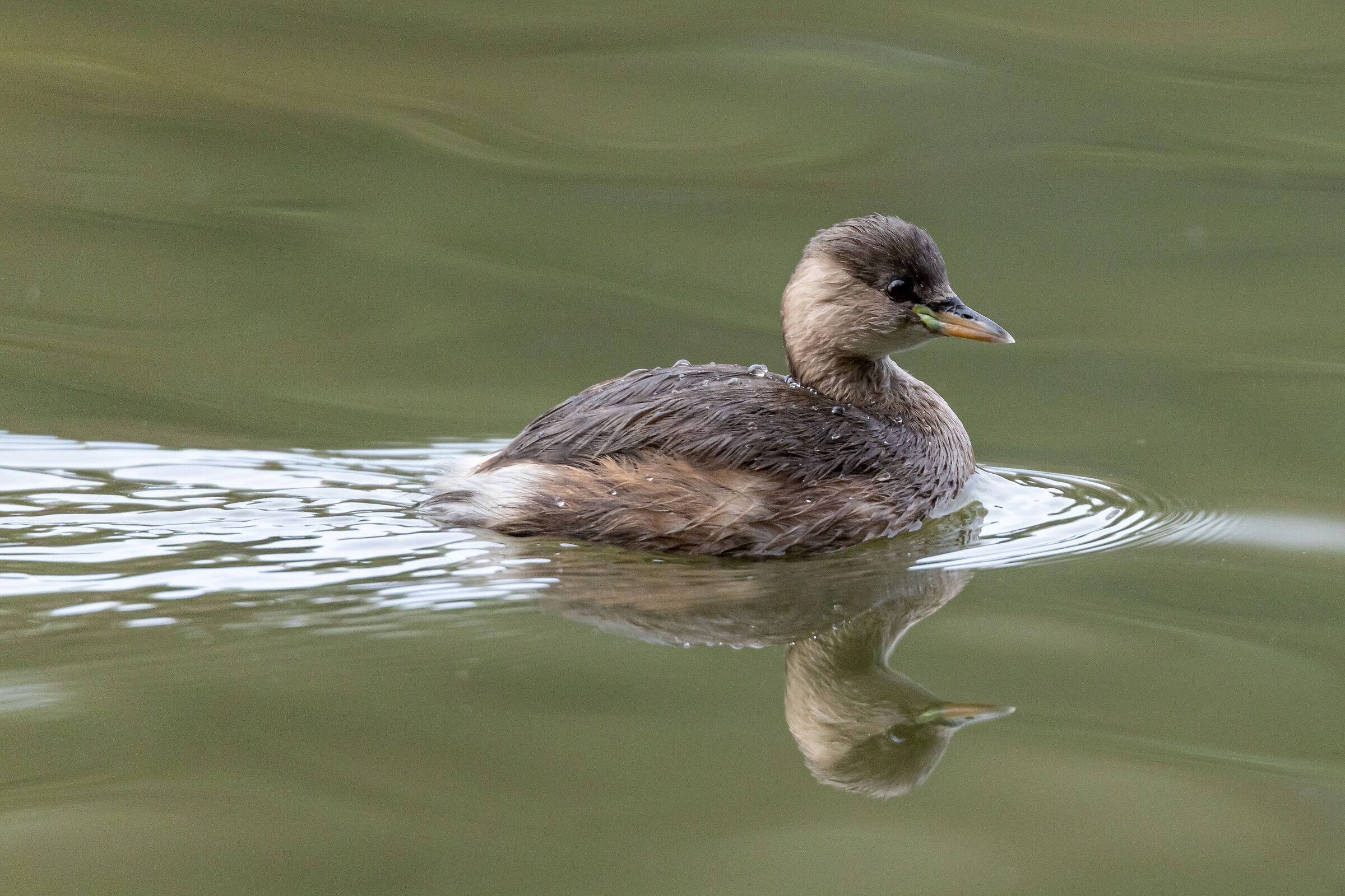 Dabchick