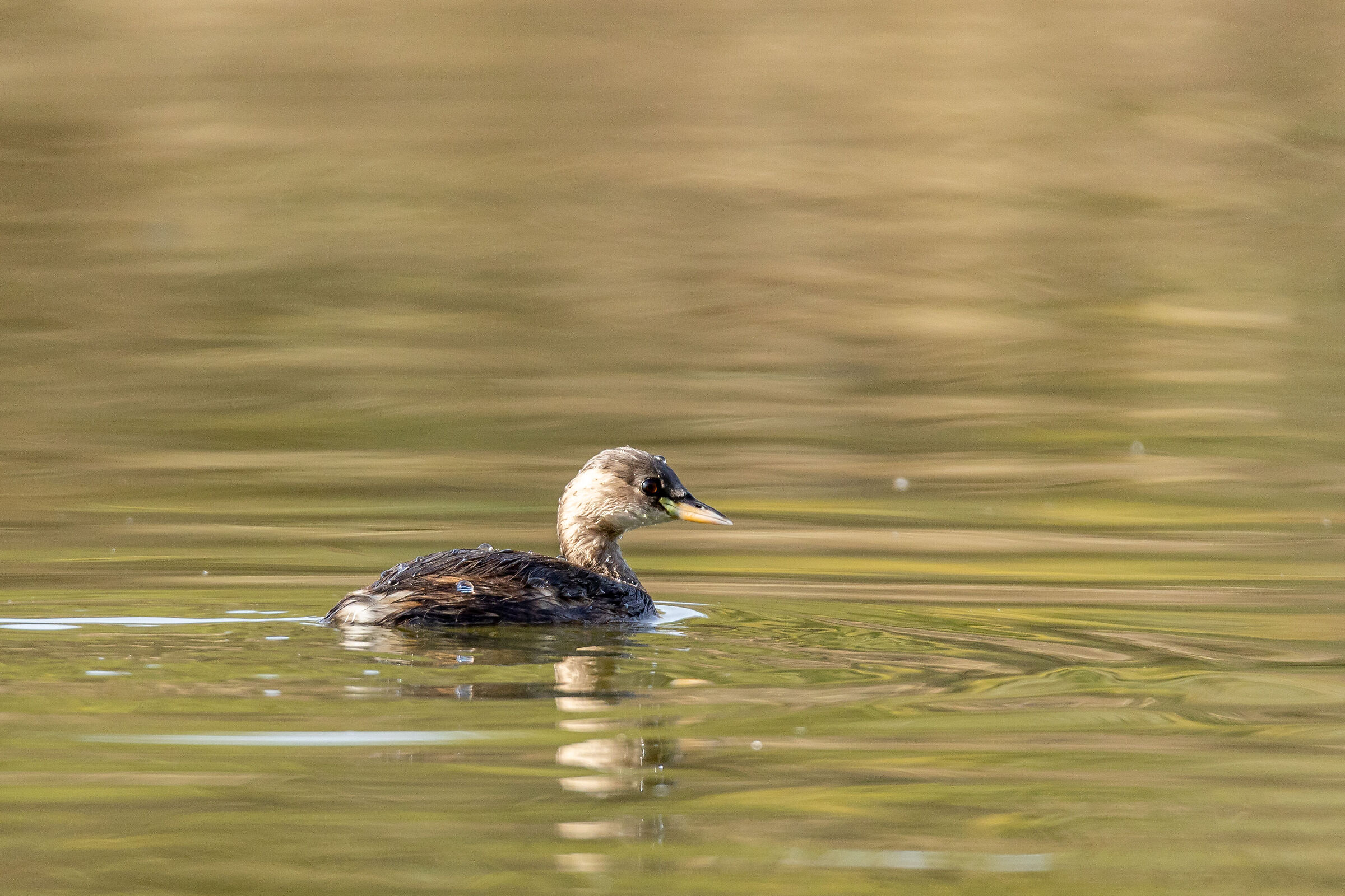 Dabchick