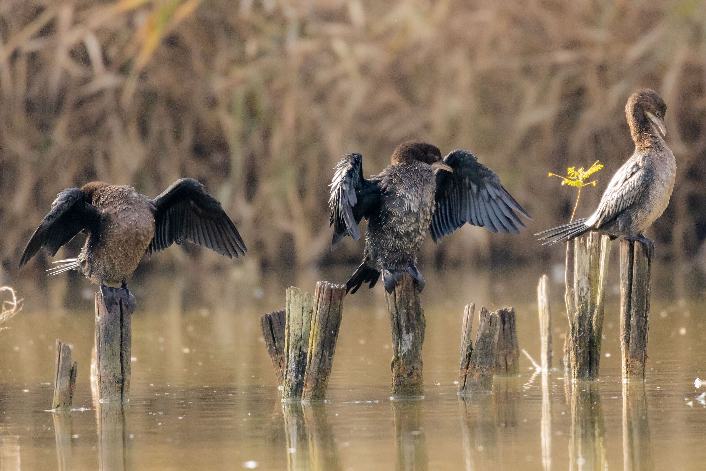 Cormorant