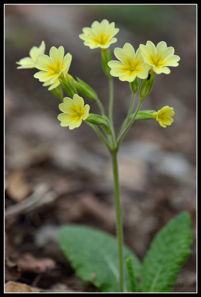 Primula greater