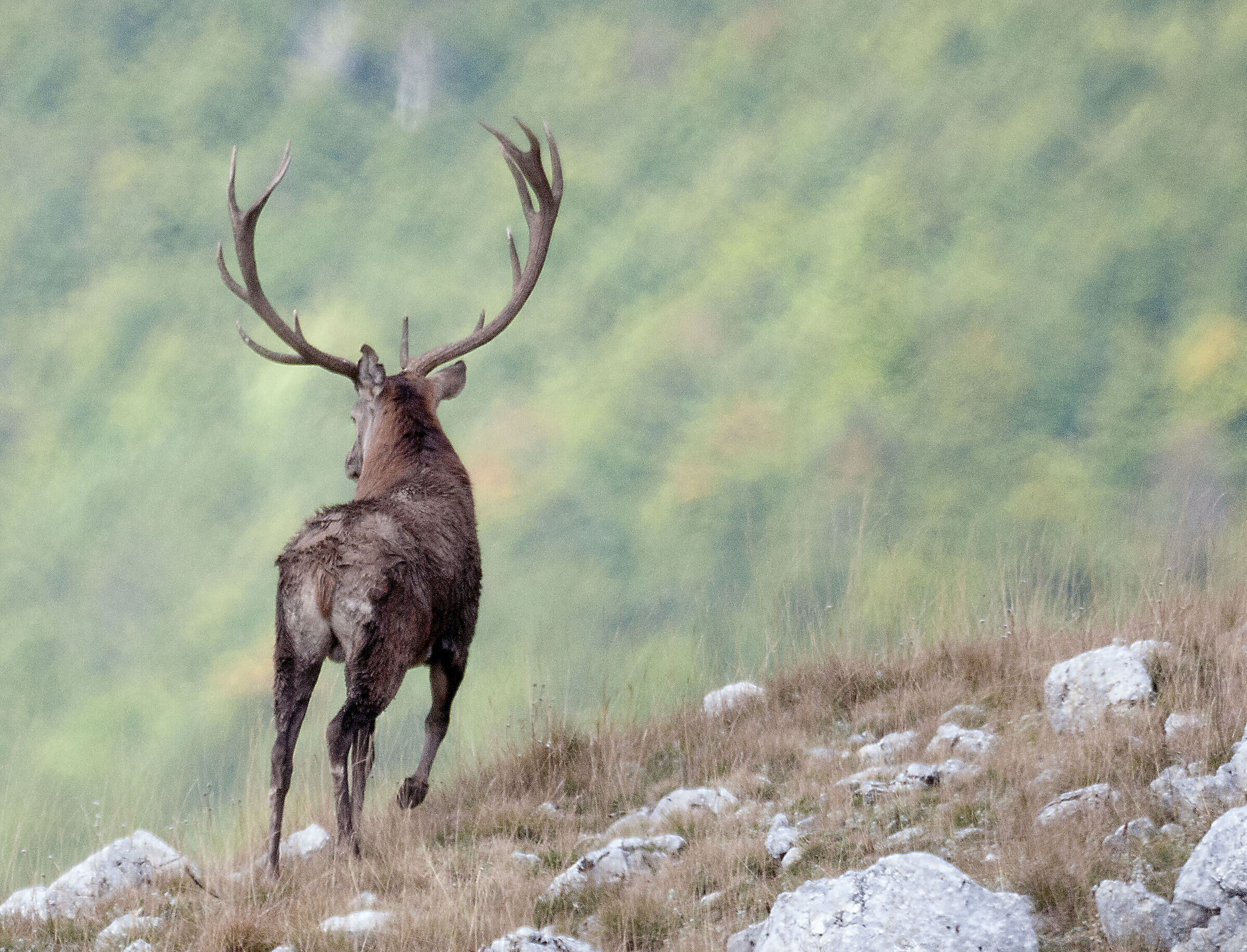 Deer in Abruzzo