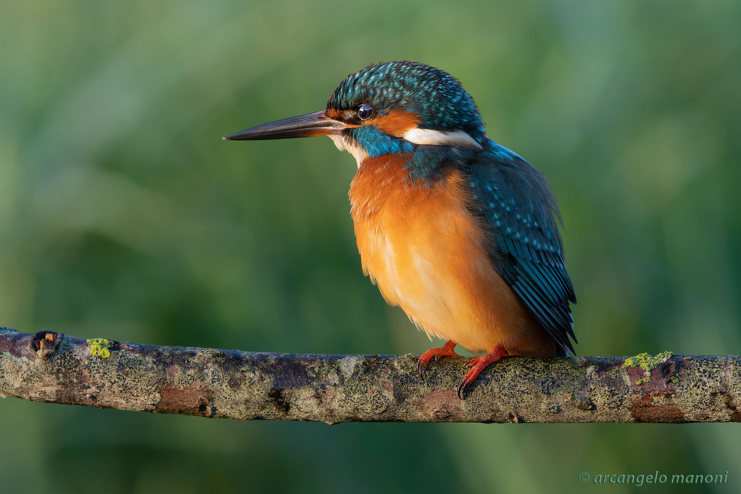 Raw light for martina