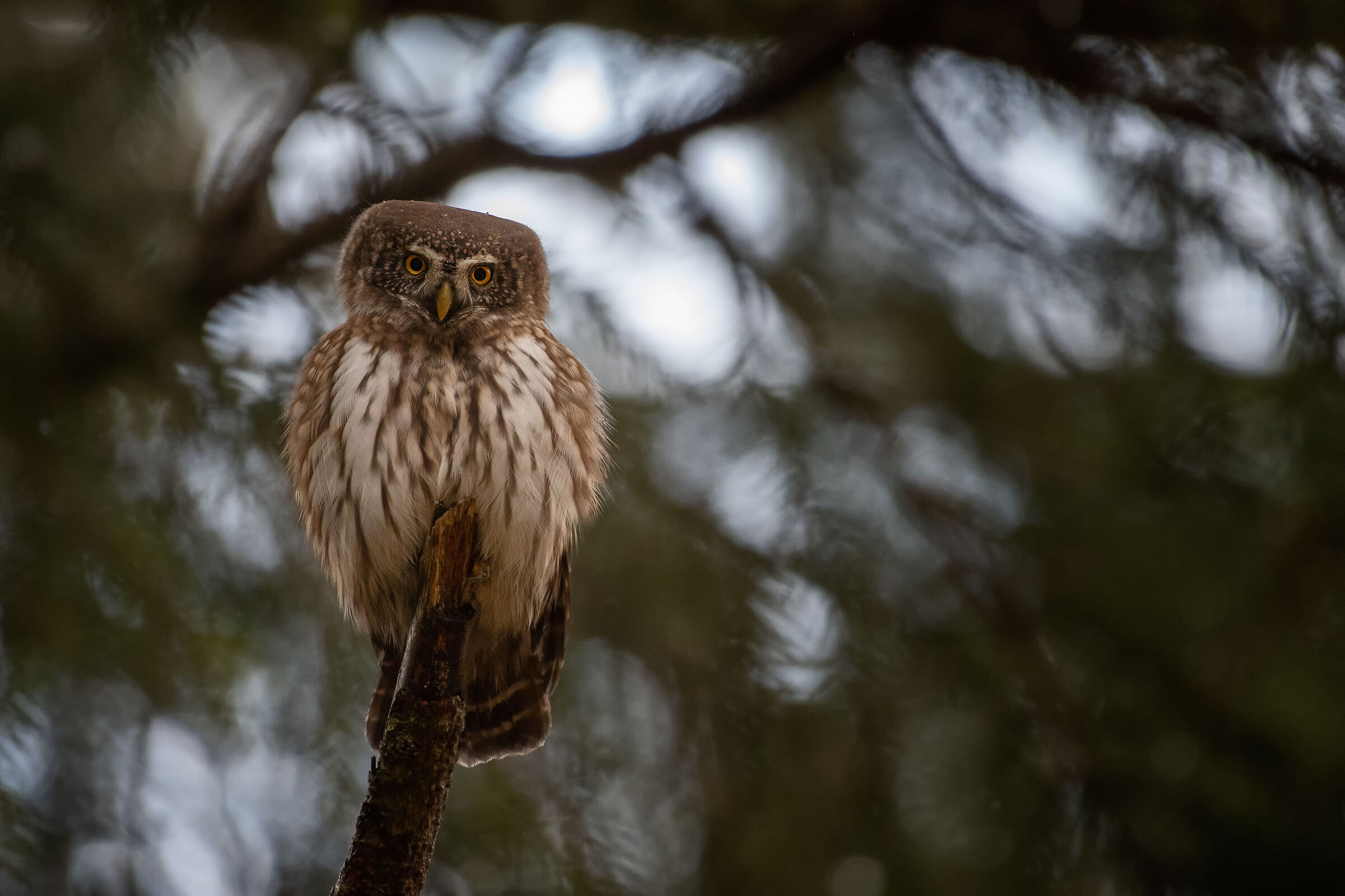 Civetta nana - Glaucidium passerinum