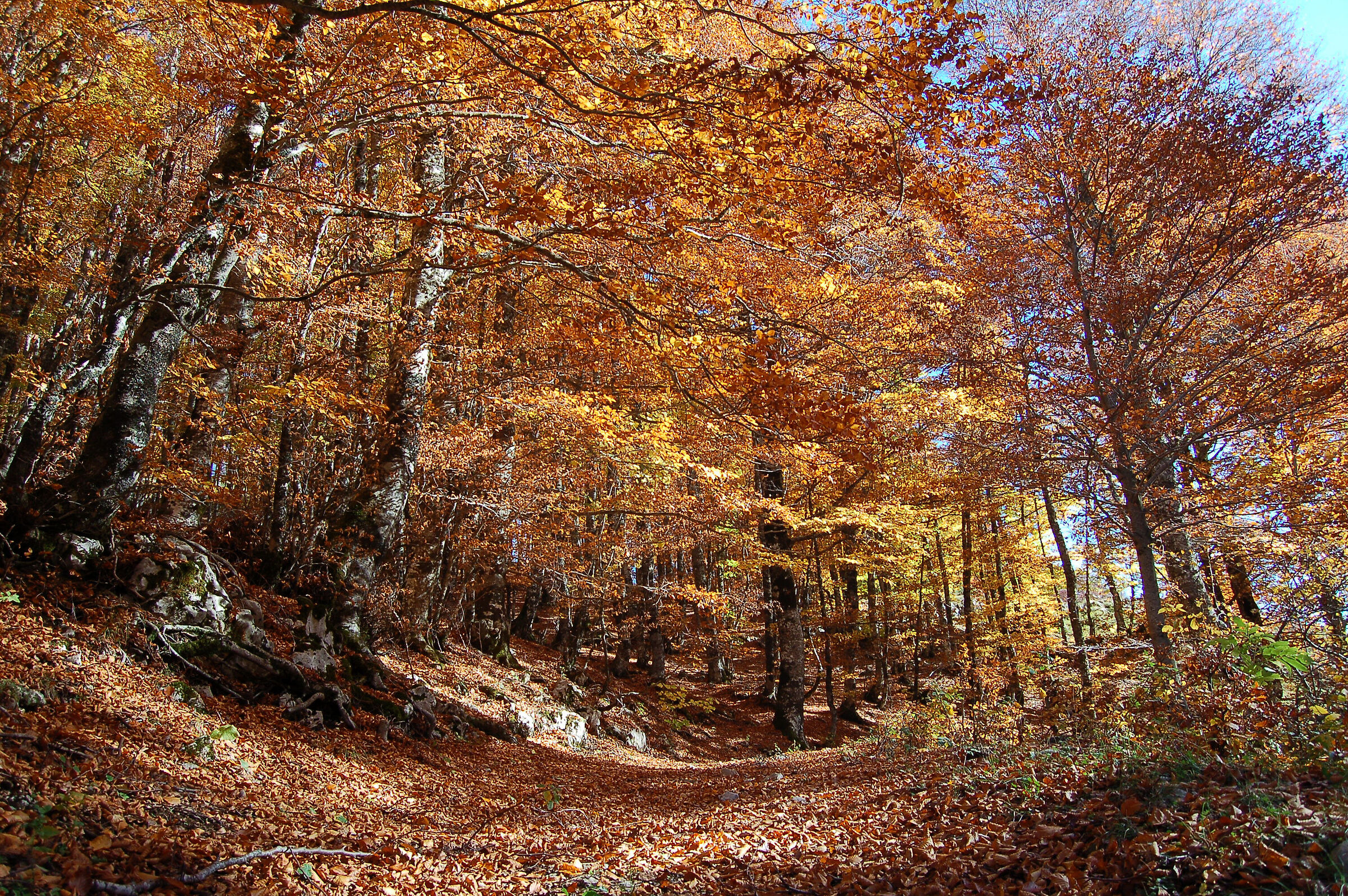 Cappadocia Forest