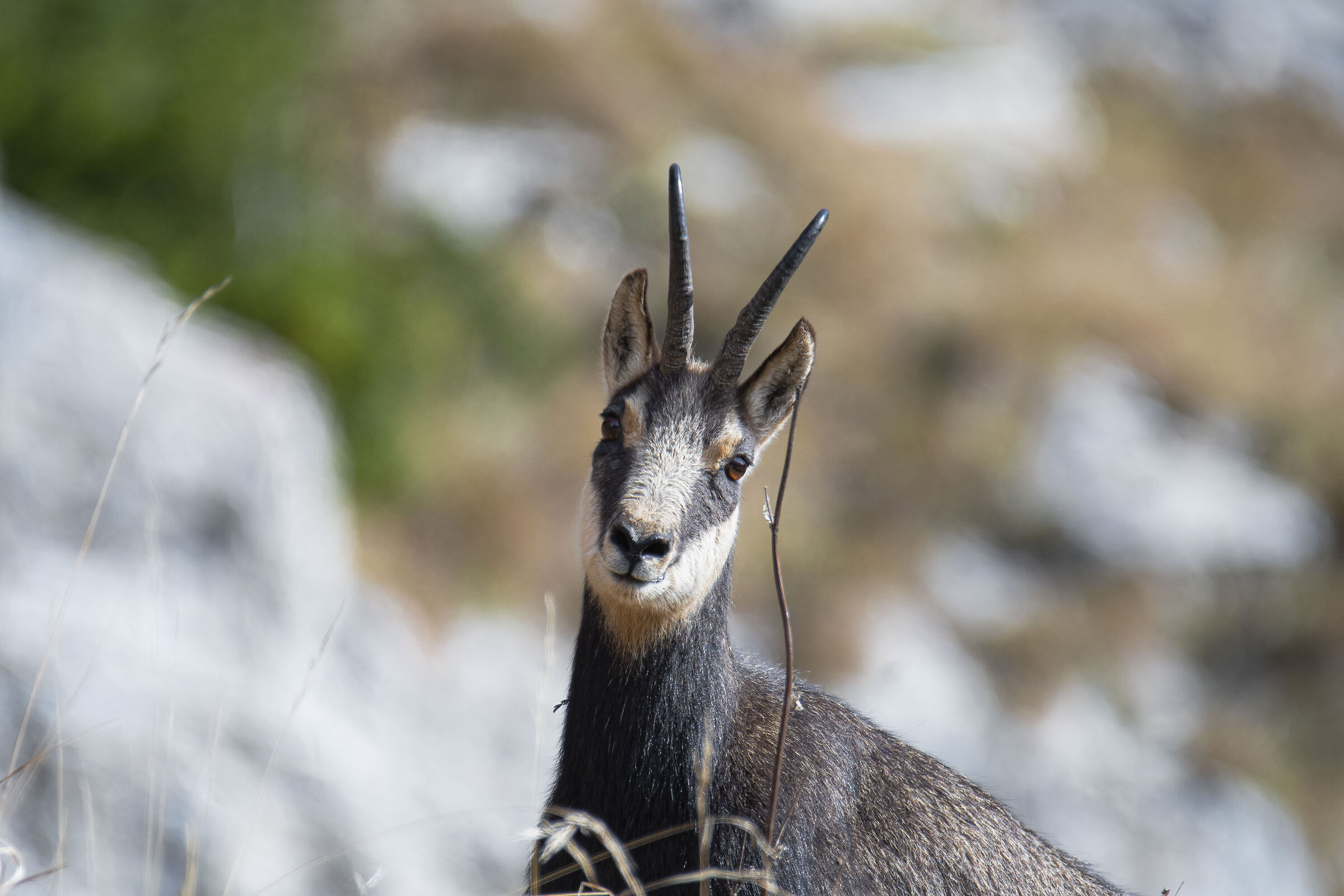 chamois