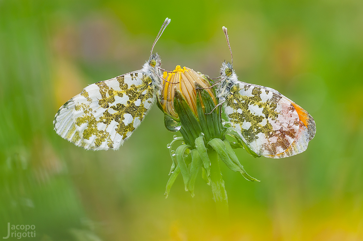 Anthocharis cardamines