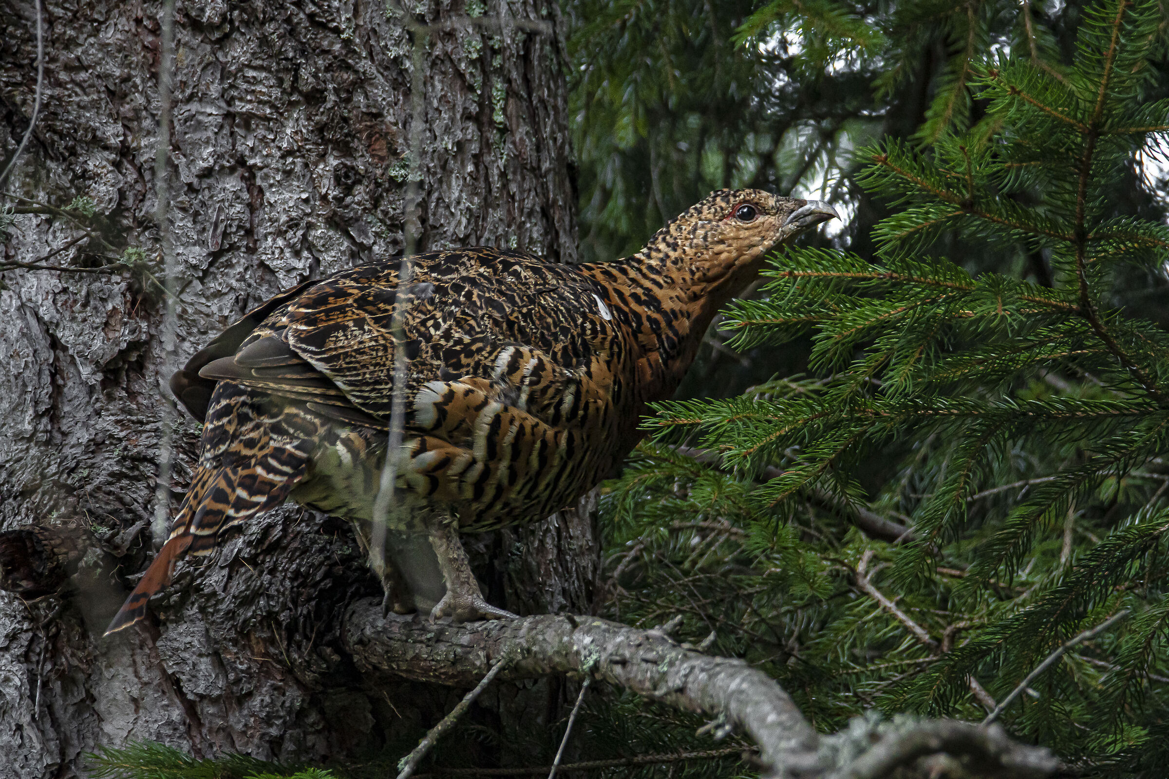 Gallina di cedrone