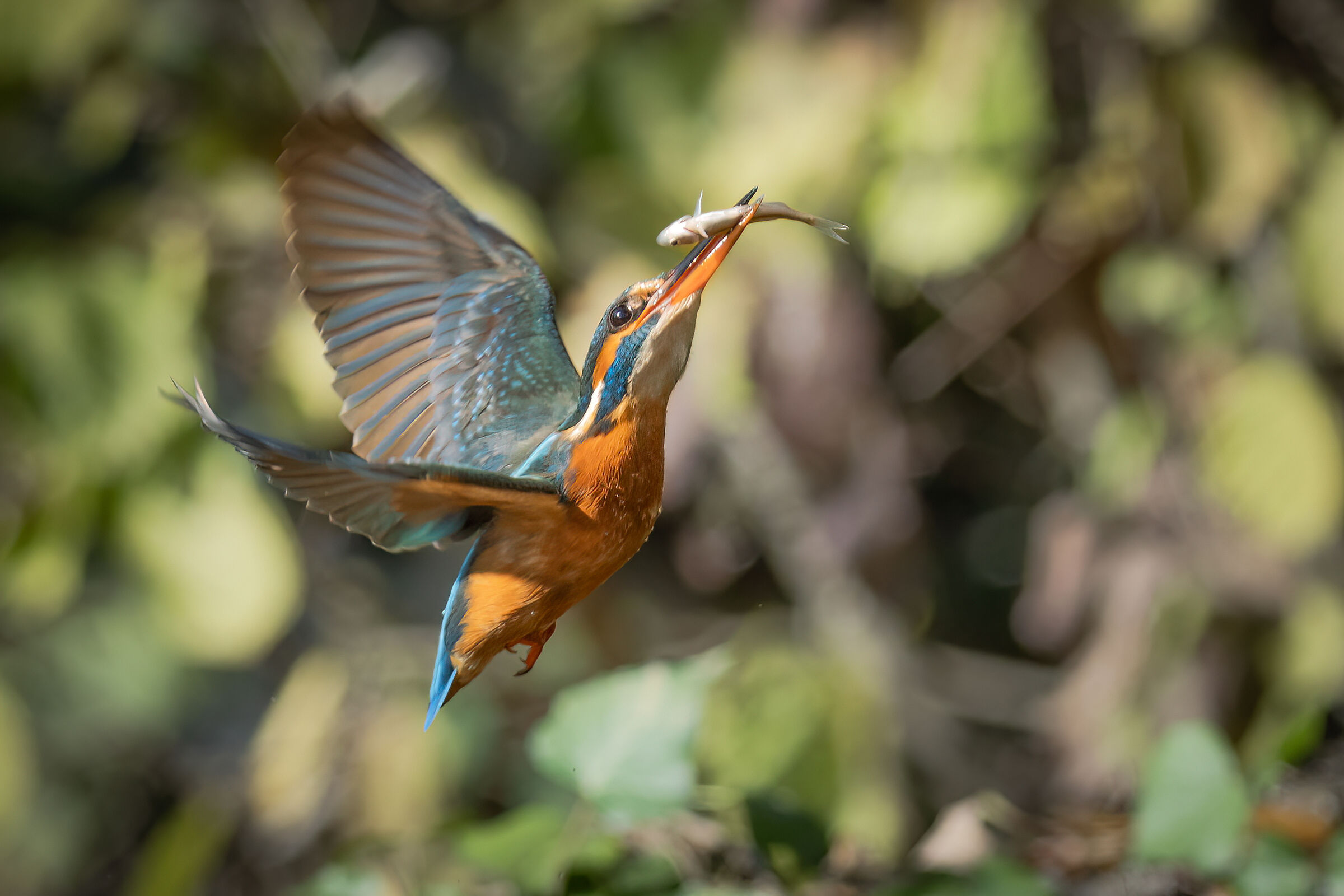 Martin esce dall'acqua