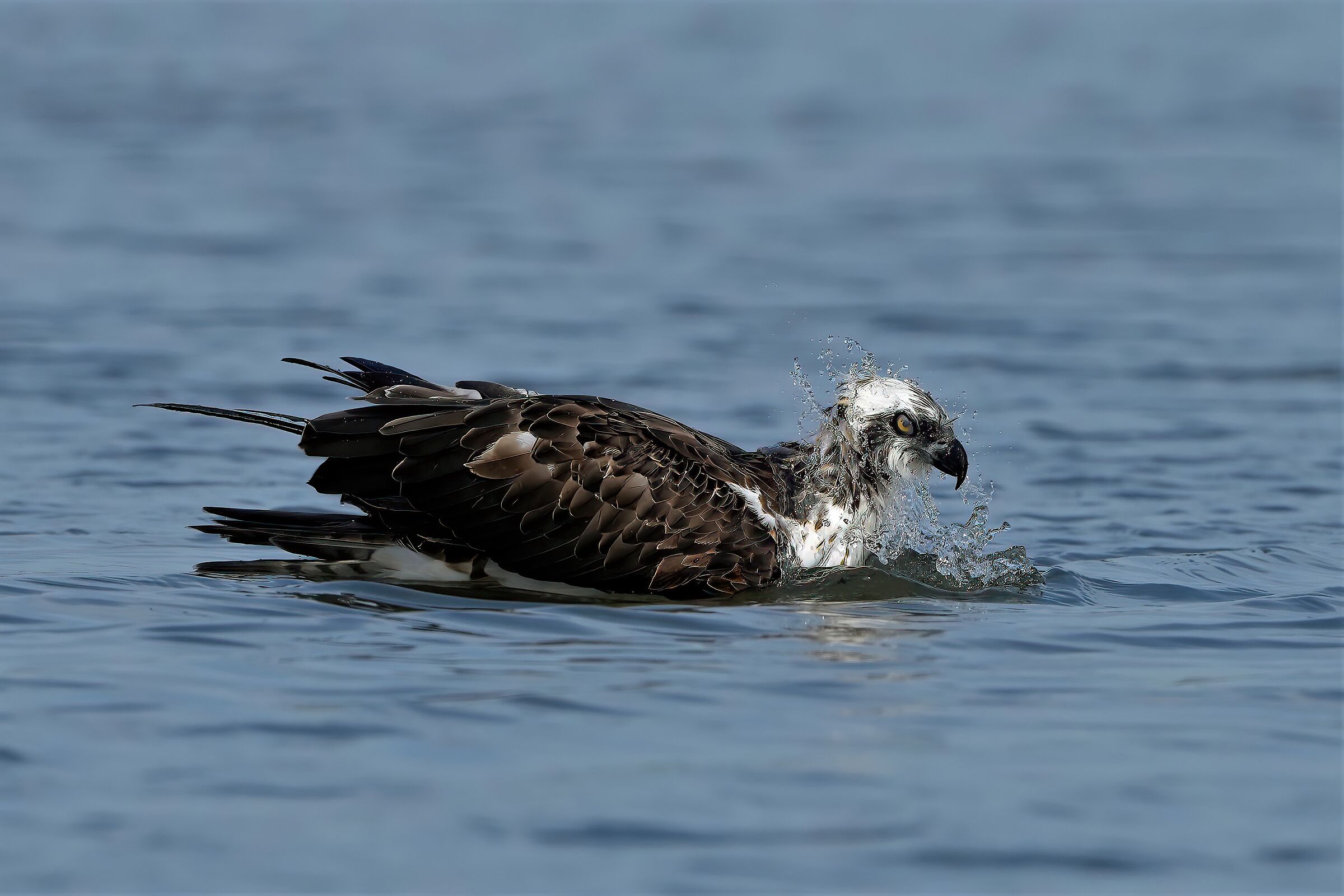 the after-lunch bath osprey